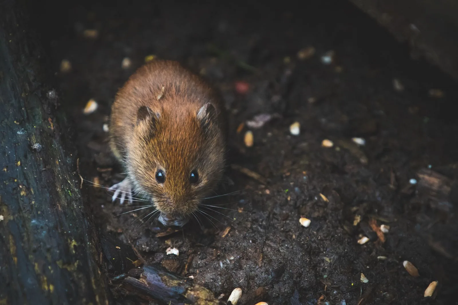 Close-up of a rodent