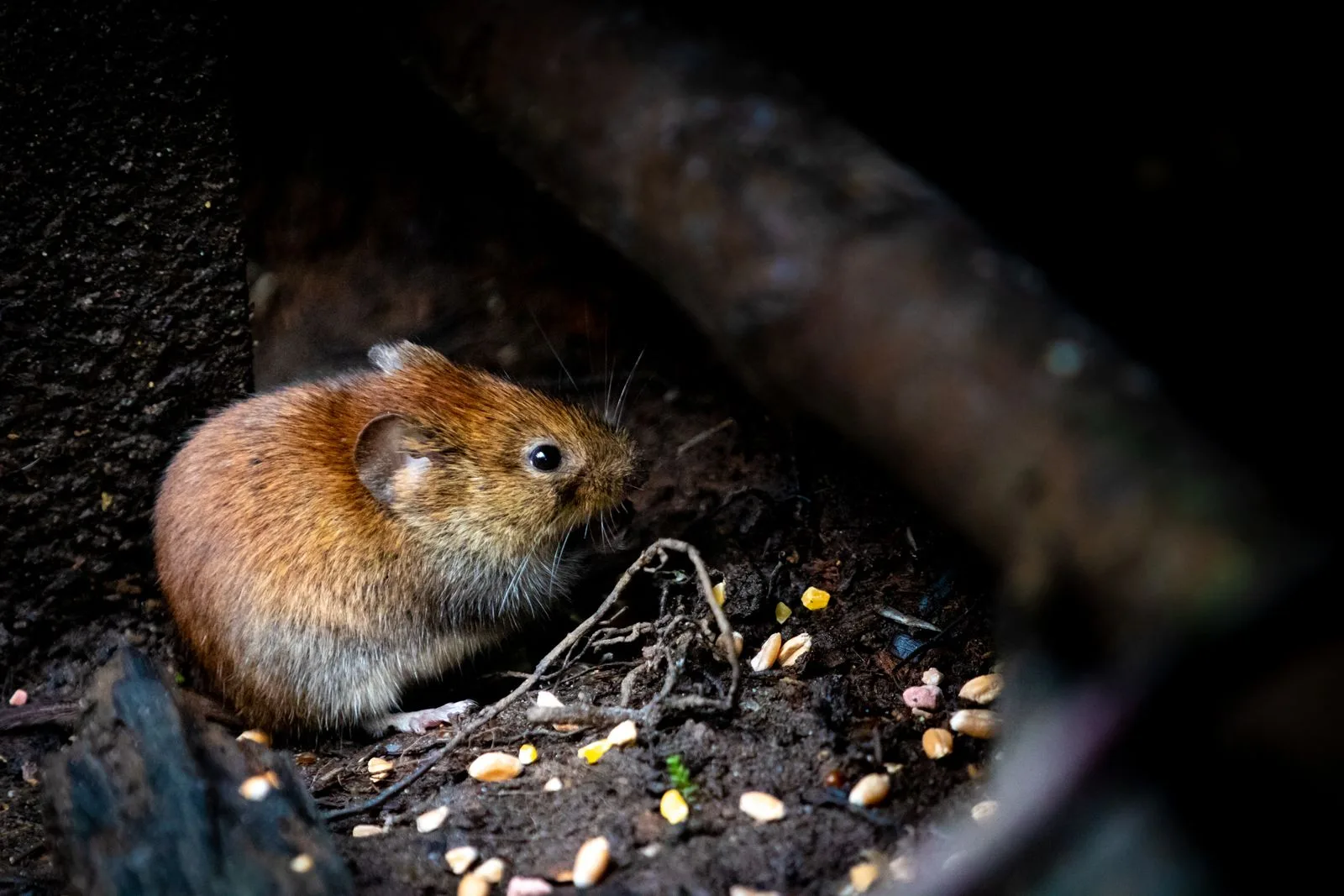 Close-up of a rodent