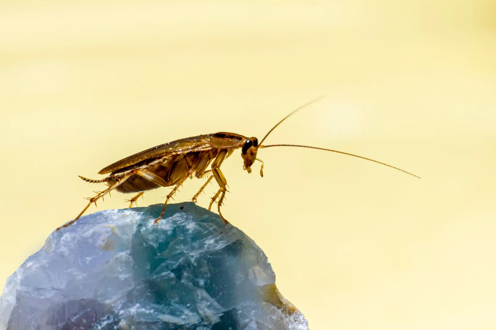 Close-up of a cockroach