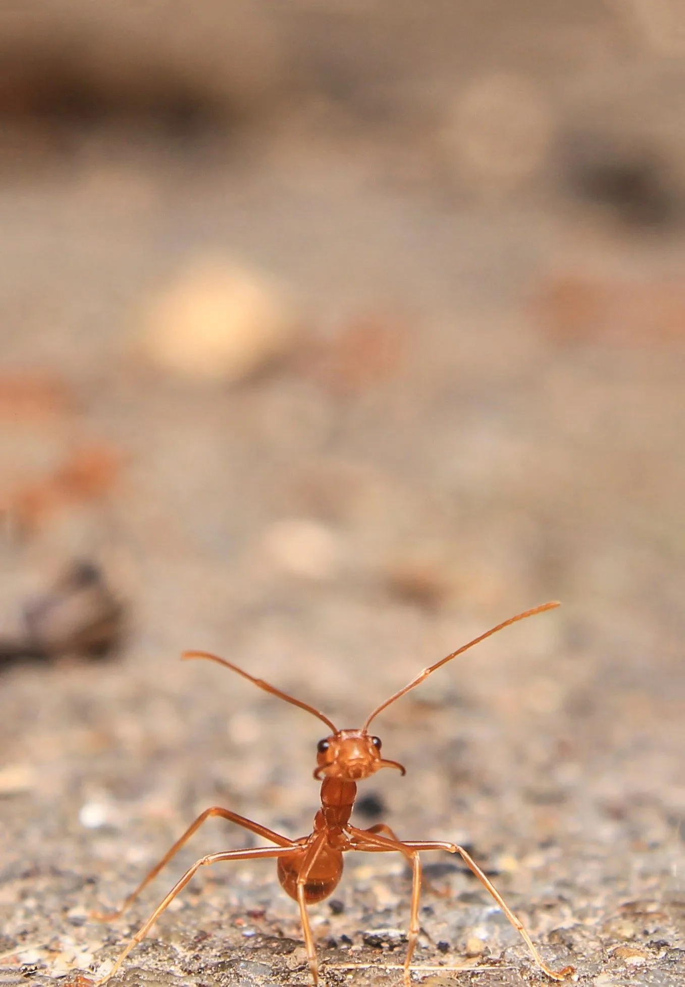 Close-up of ants outdoors