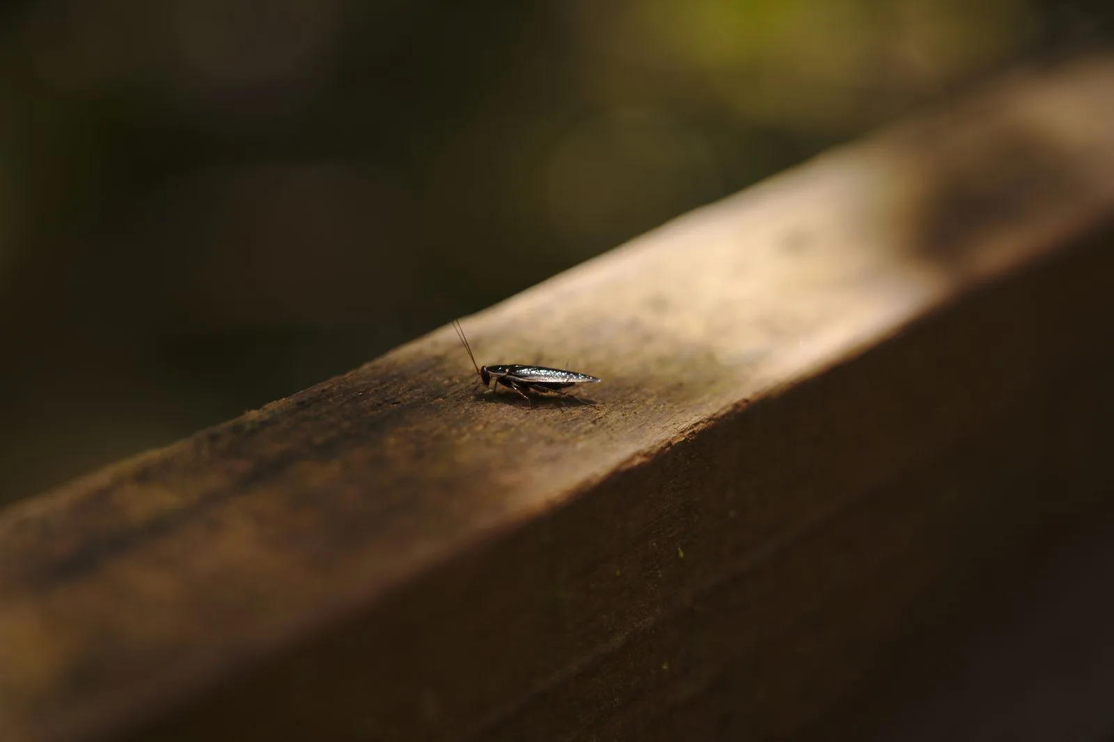 Close-up of a cockroach