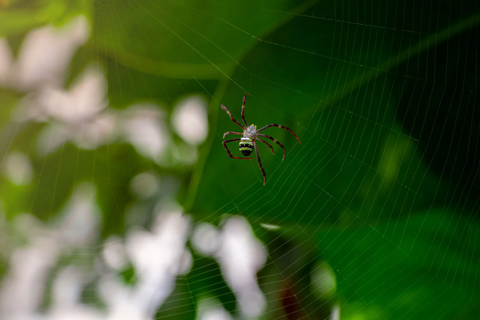 Spider resting on its web