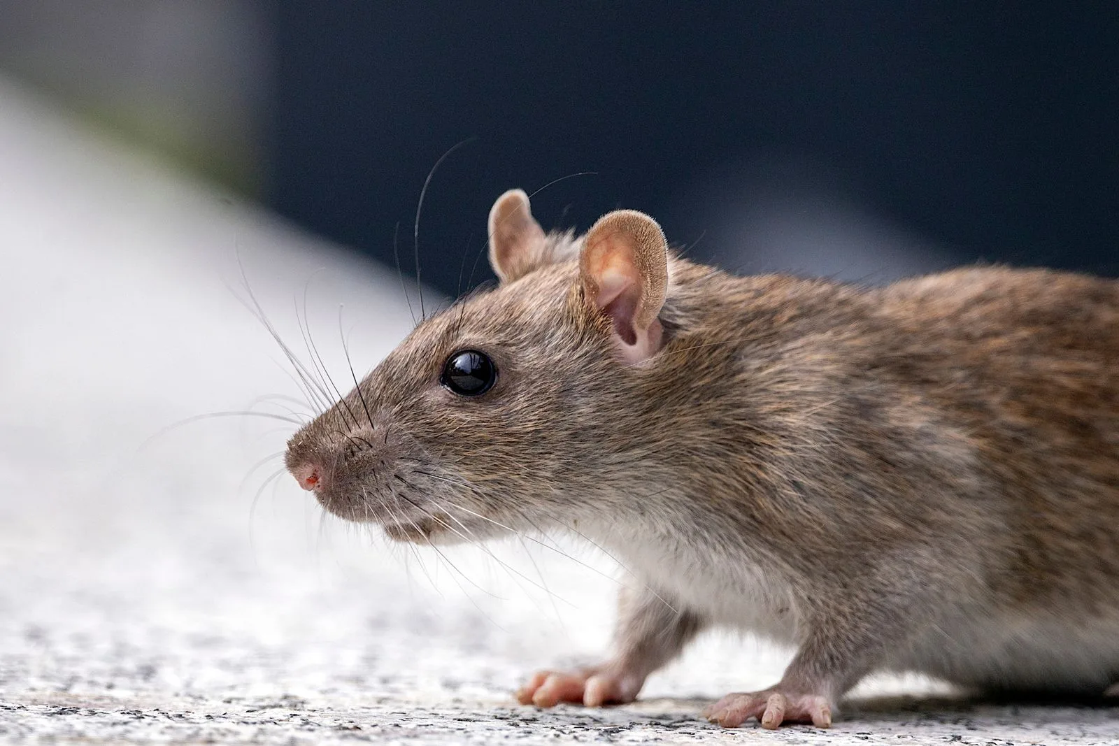 Close-up of a rodent