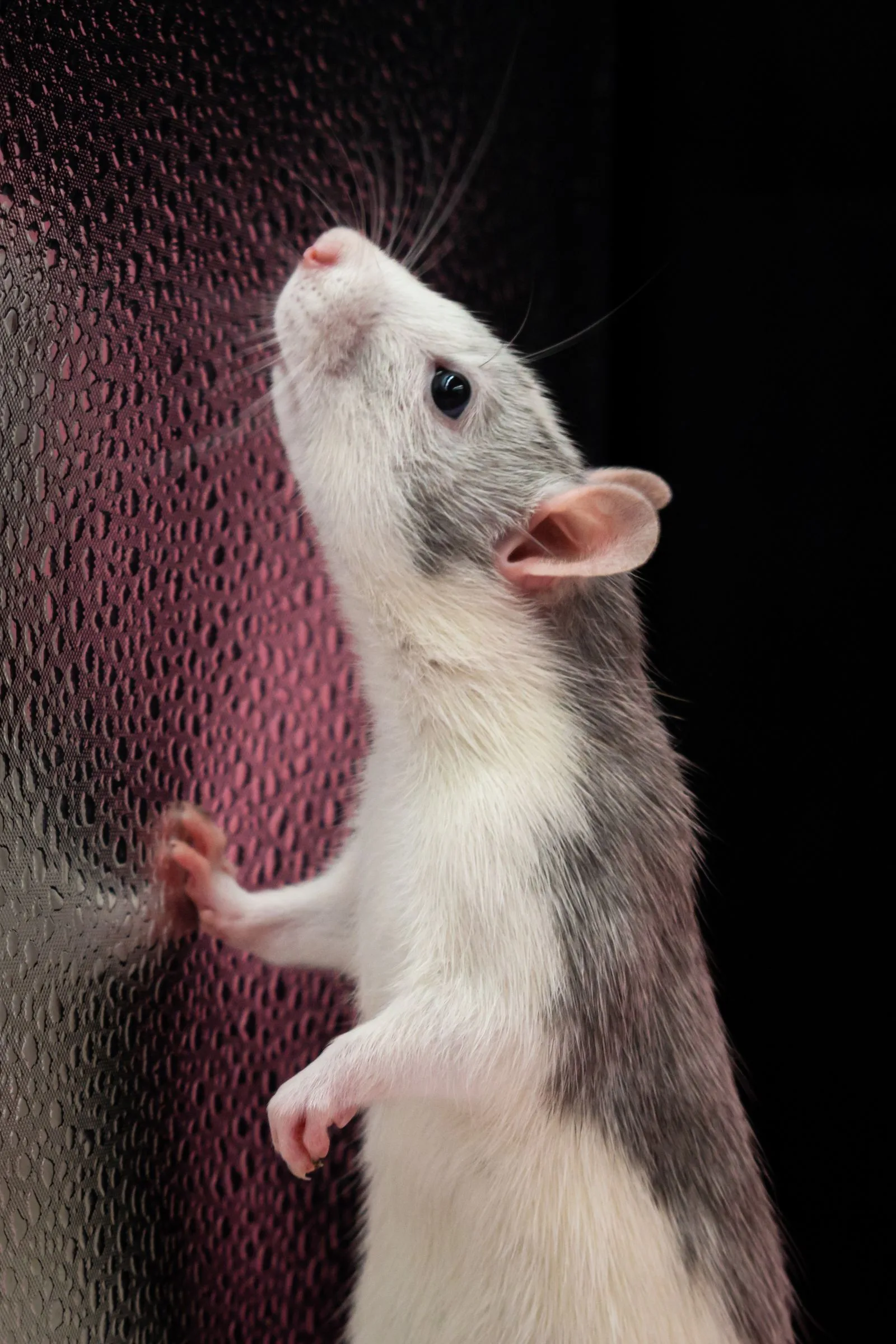 Close-up of a rodent