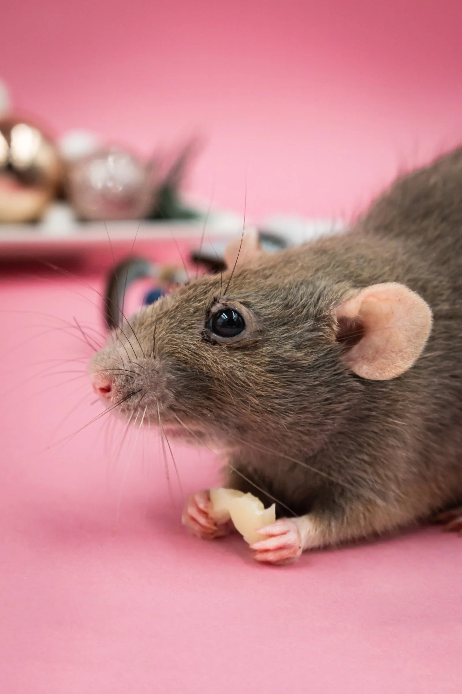 Close-up of a rodent