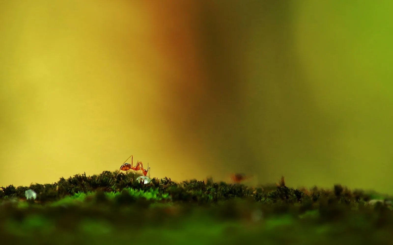 Close-up of ants outdoors