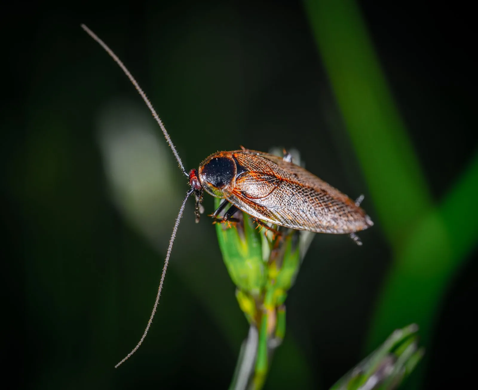 Close-up of a cockroach