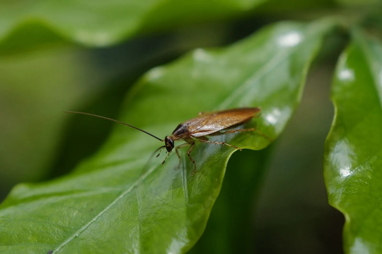 Close-up of a cockroach
