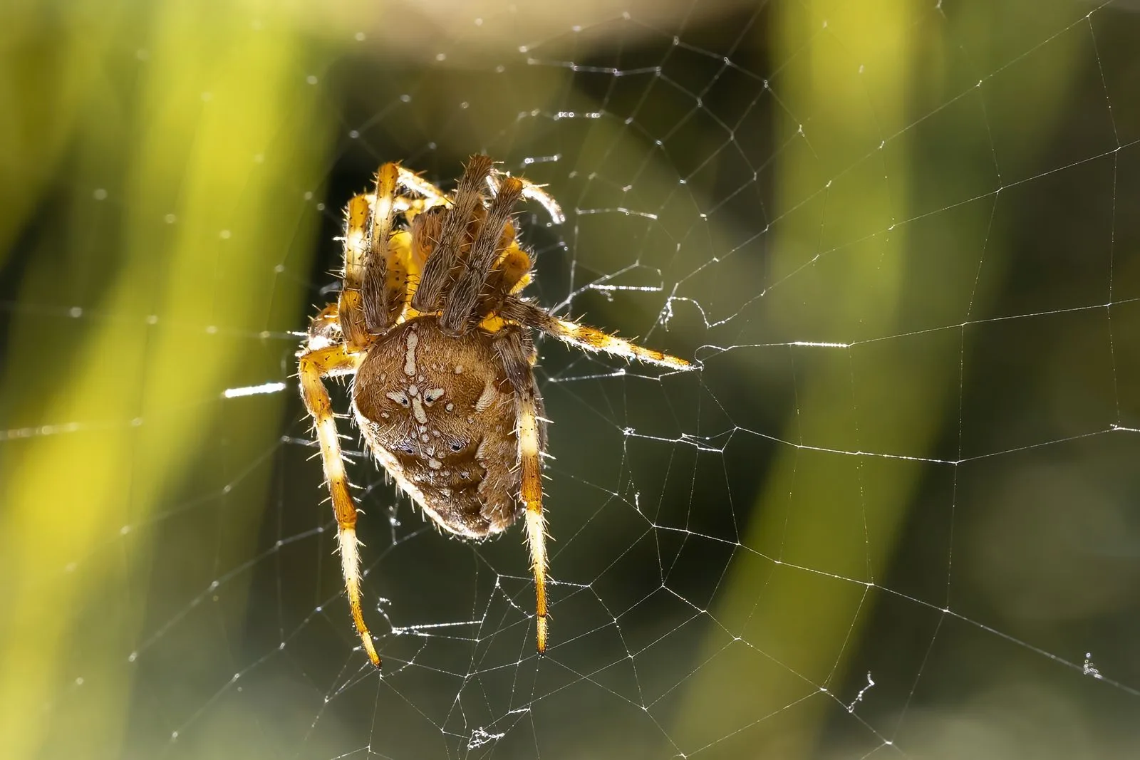Spider resting on its web