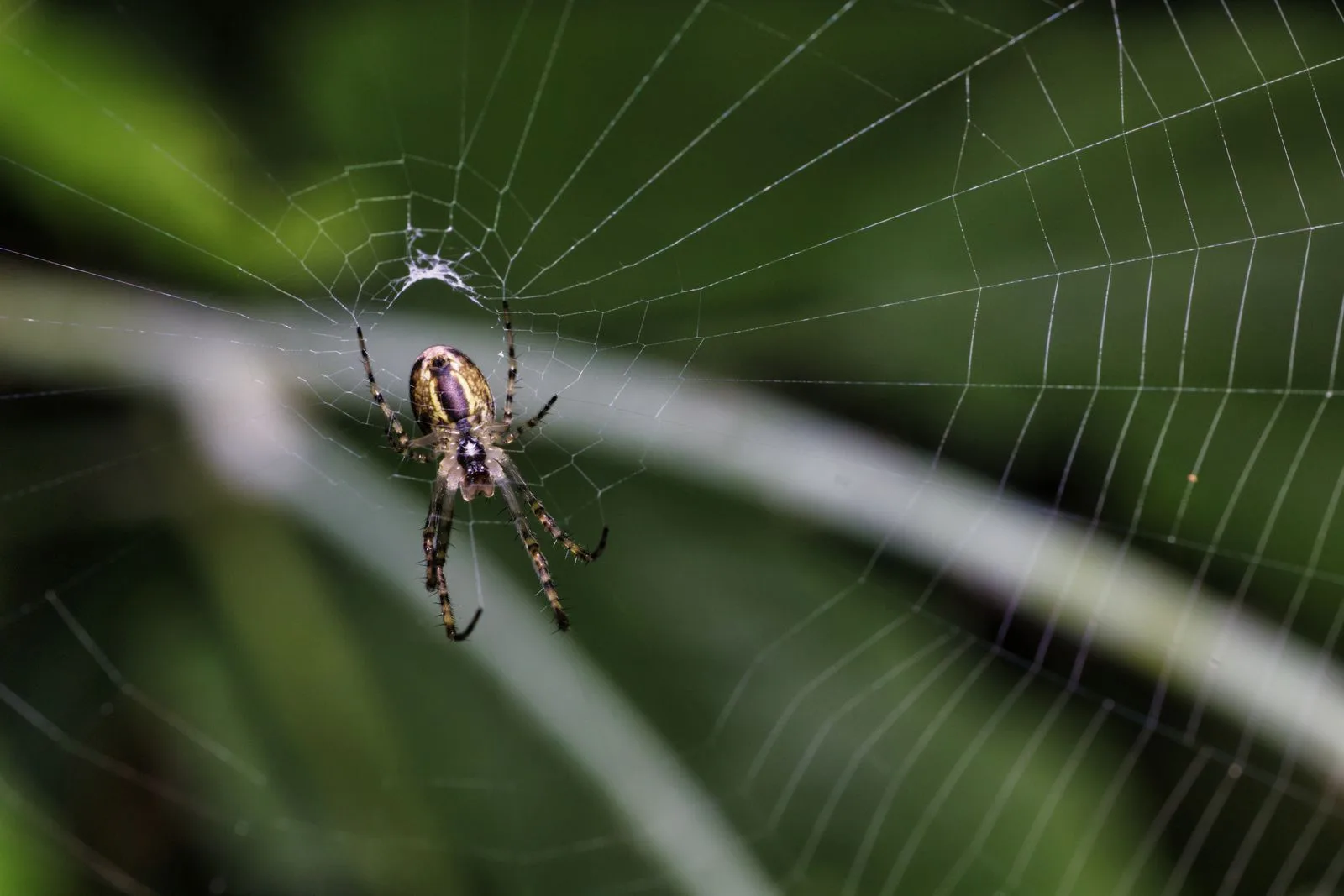 Spider resting on its web