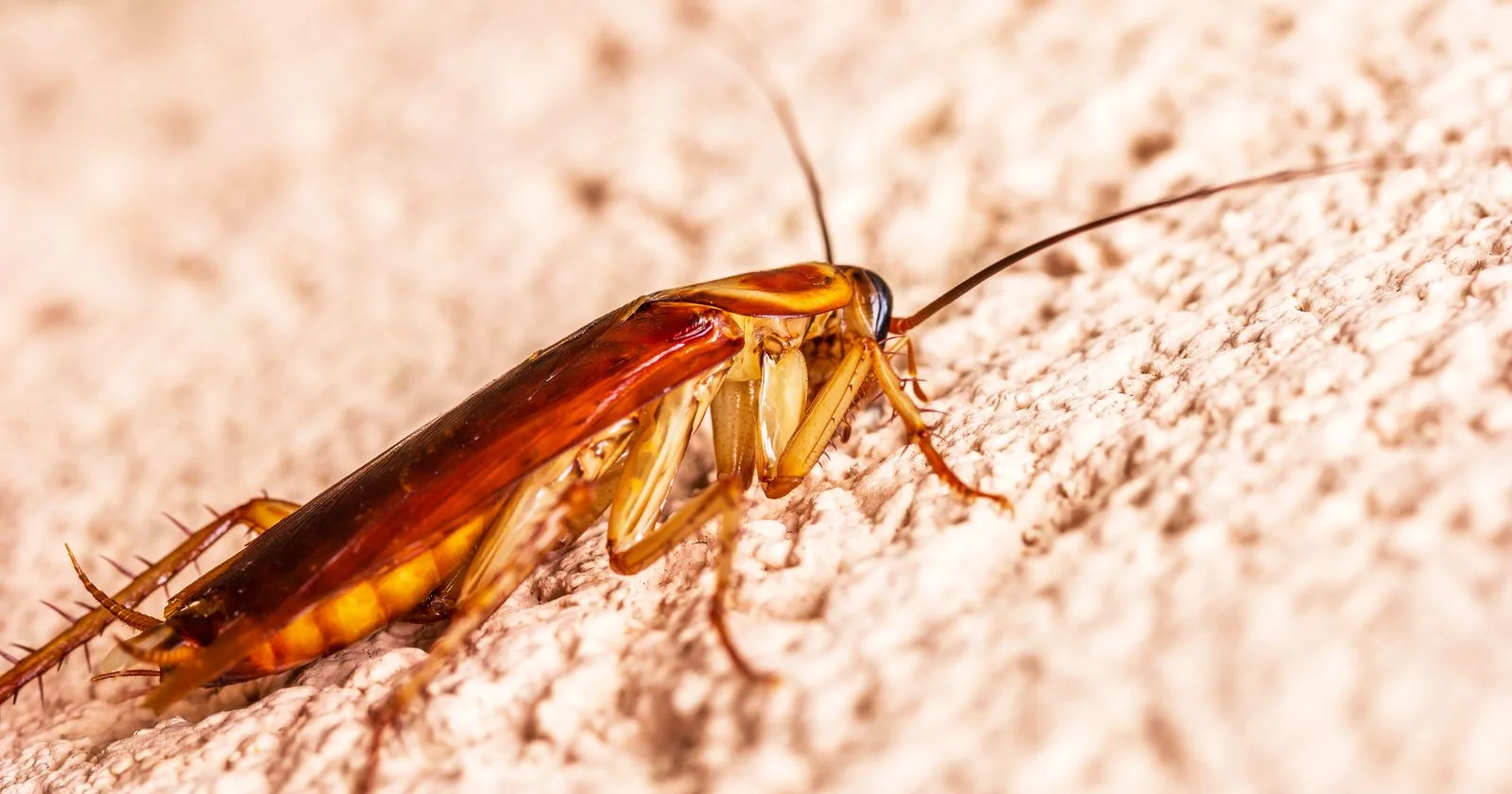 Close-up of a cockroach