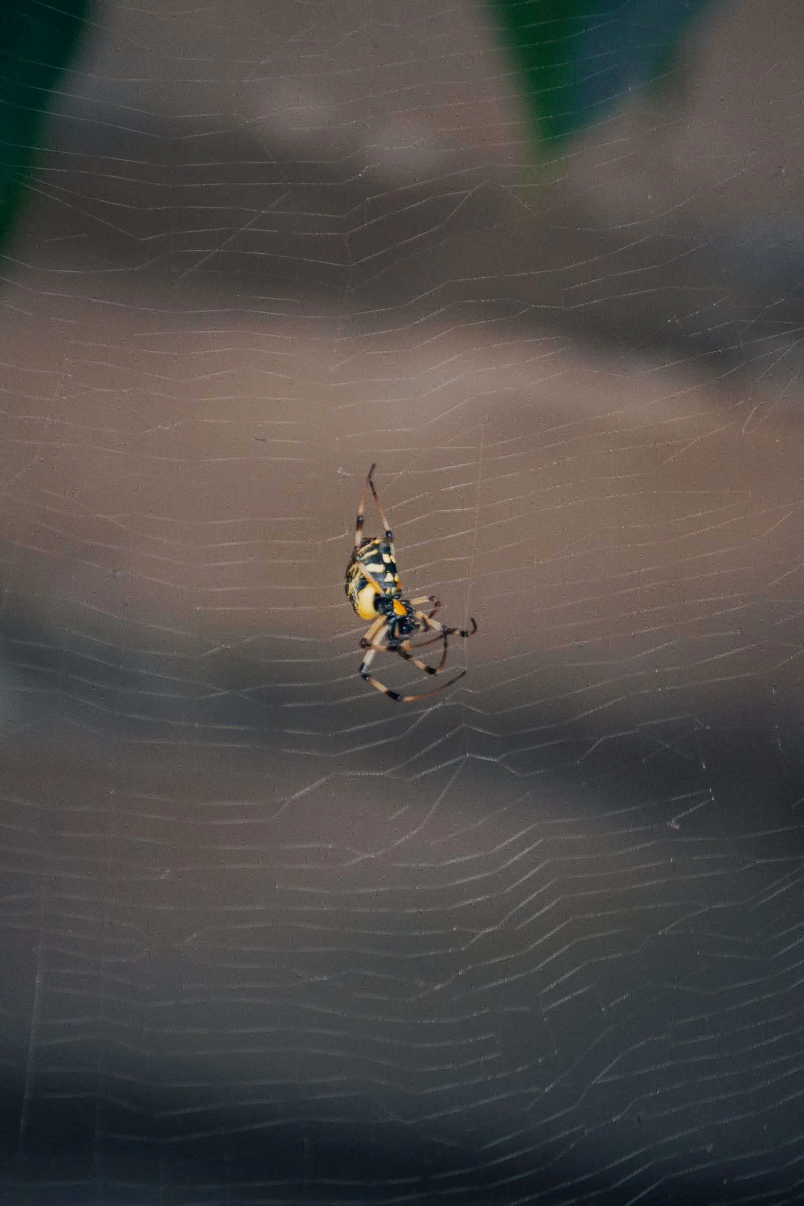 Spider resting on its web