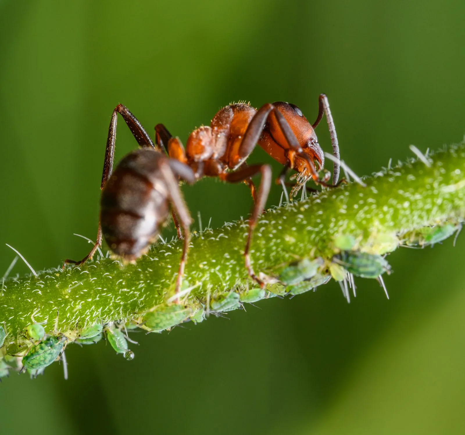 Close-up of ants outdoors