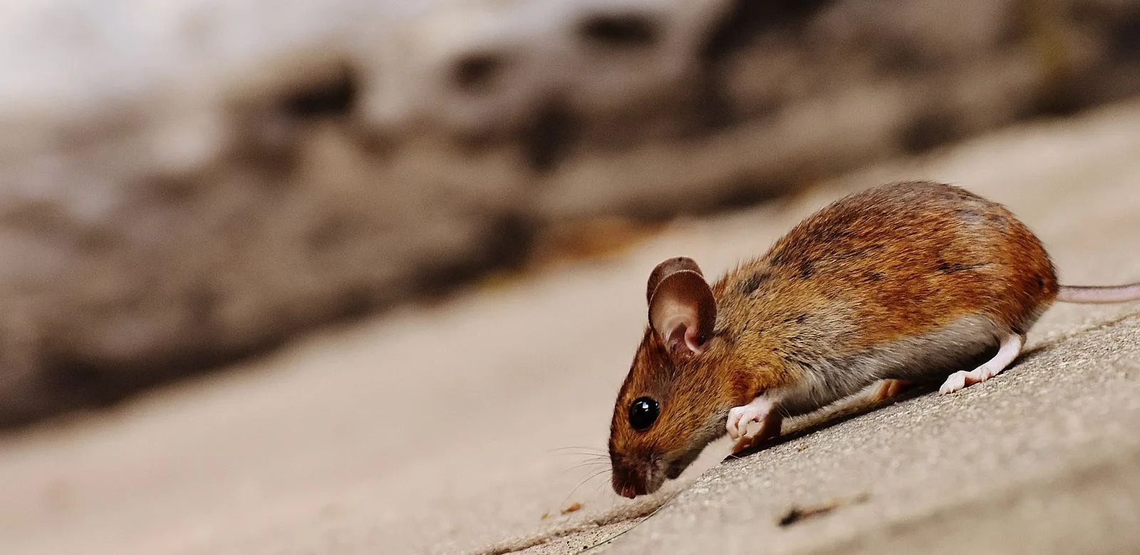 Close-up of a rodent