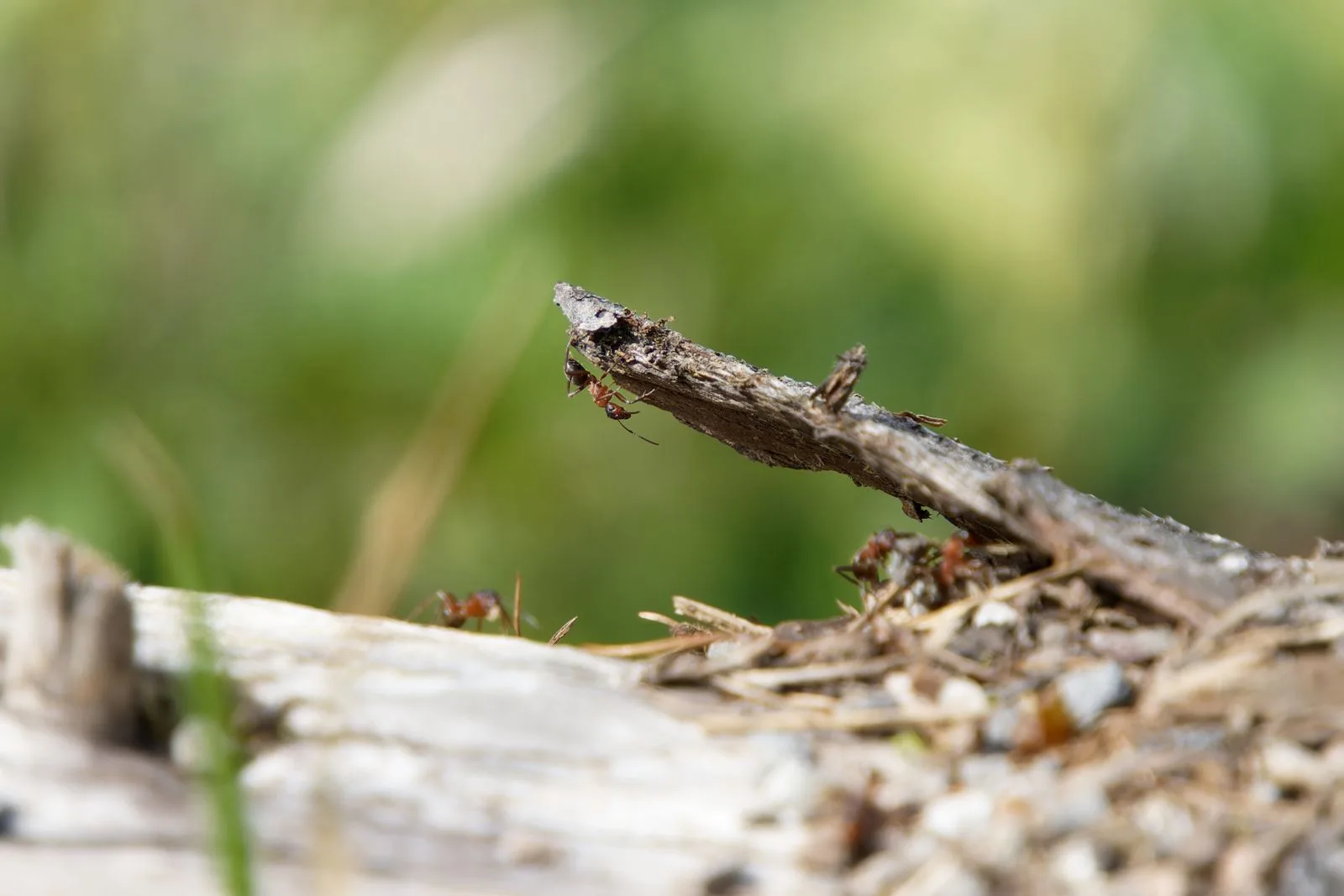 Close-up of ants outdoors