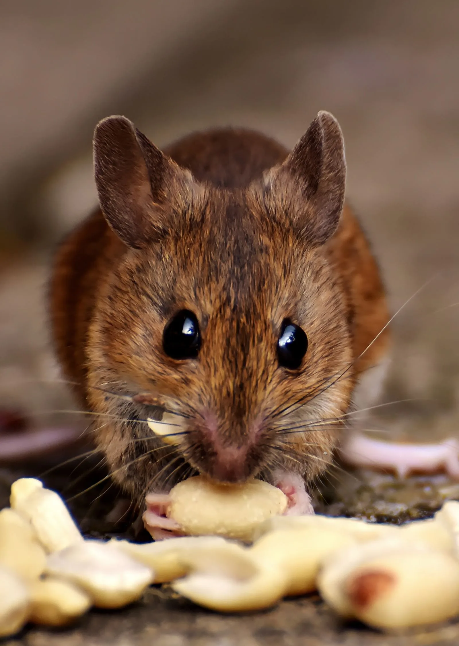 Close-up of a rodent