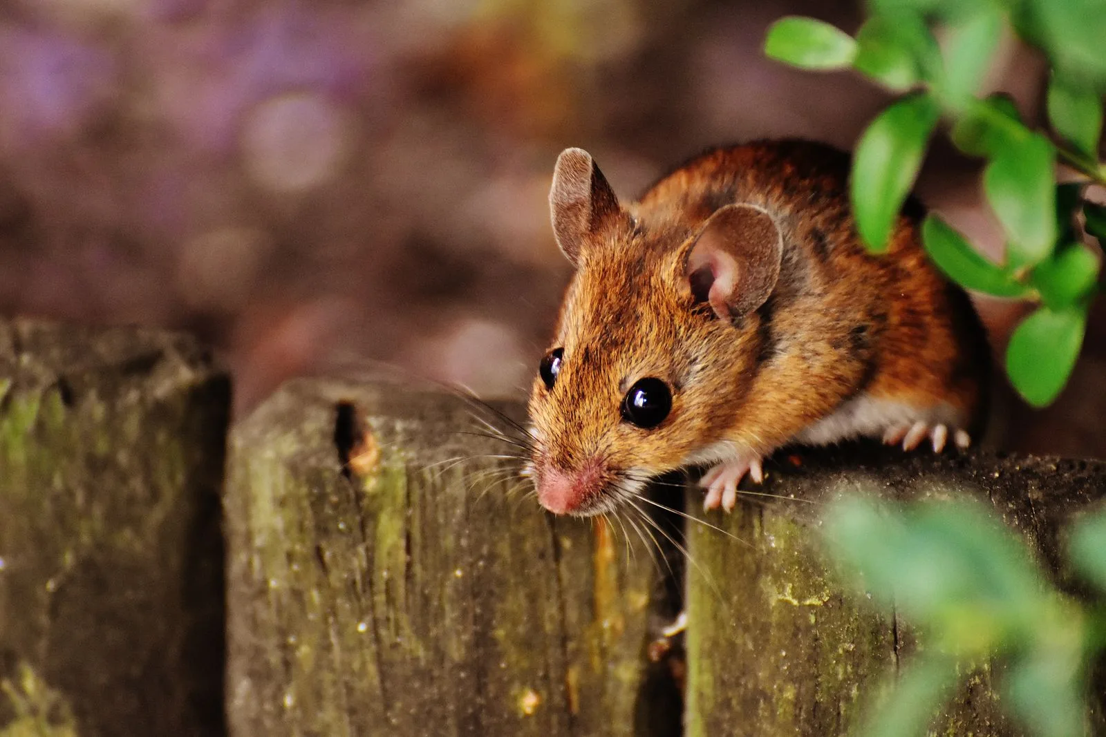 Close-up of a rodent