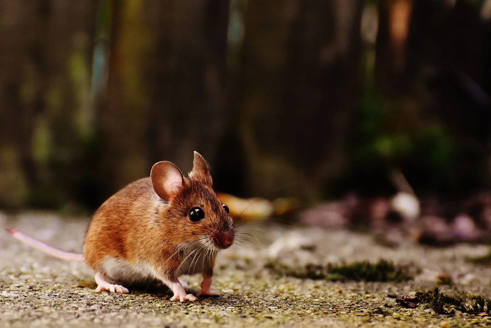 Brown mouse outdoors