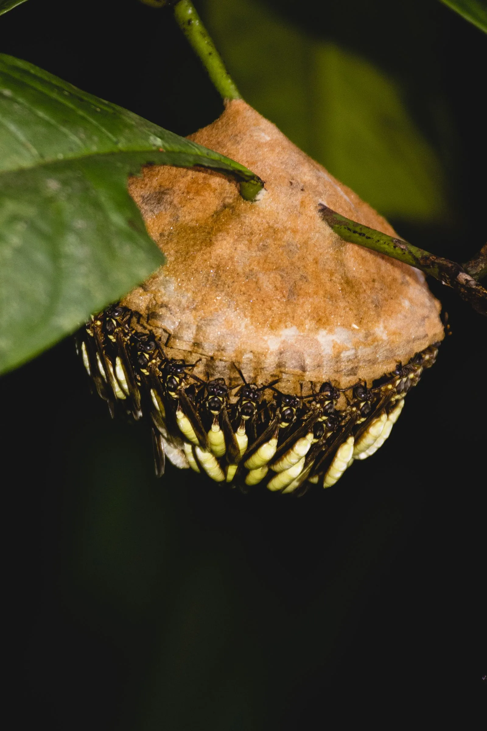 Close-up of wasps and their habitat