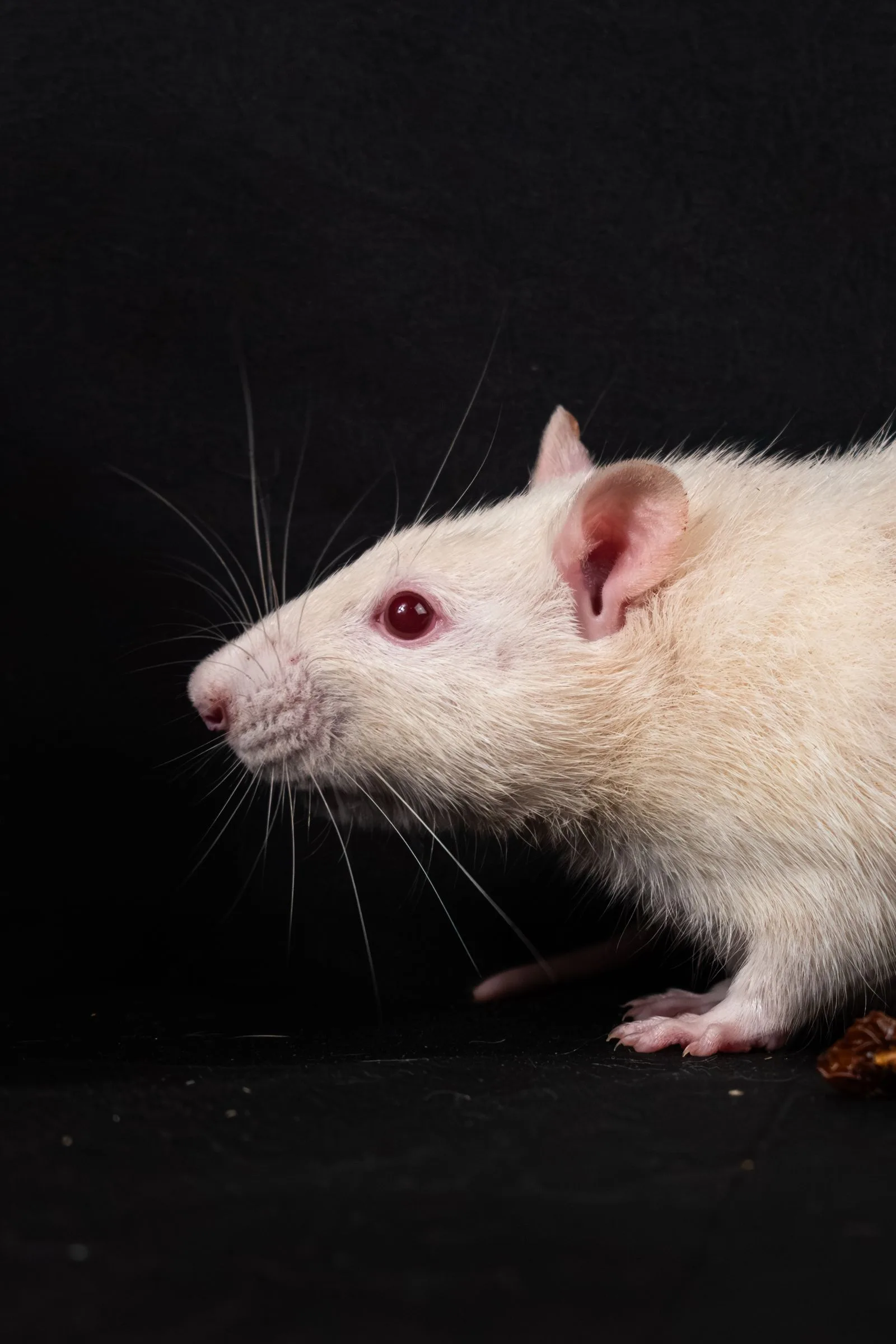 Close-up of a rodent