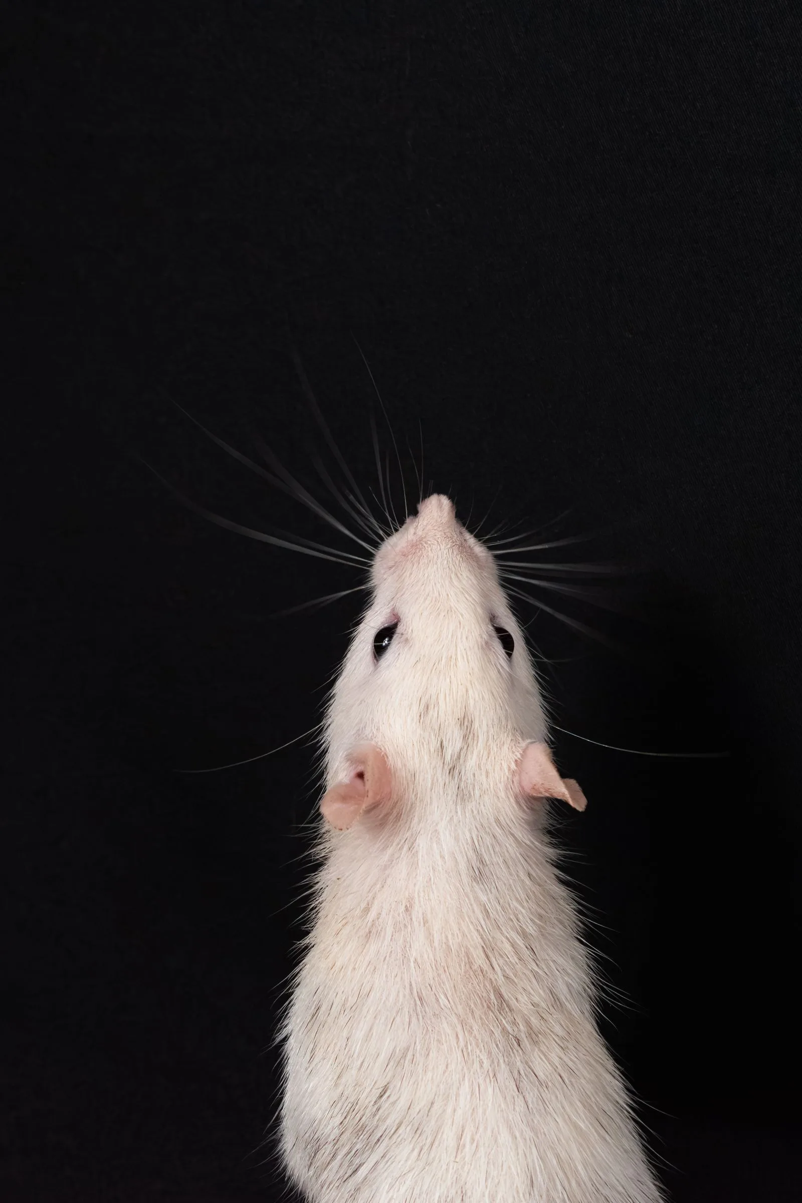 Close-up of a rodent