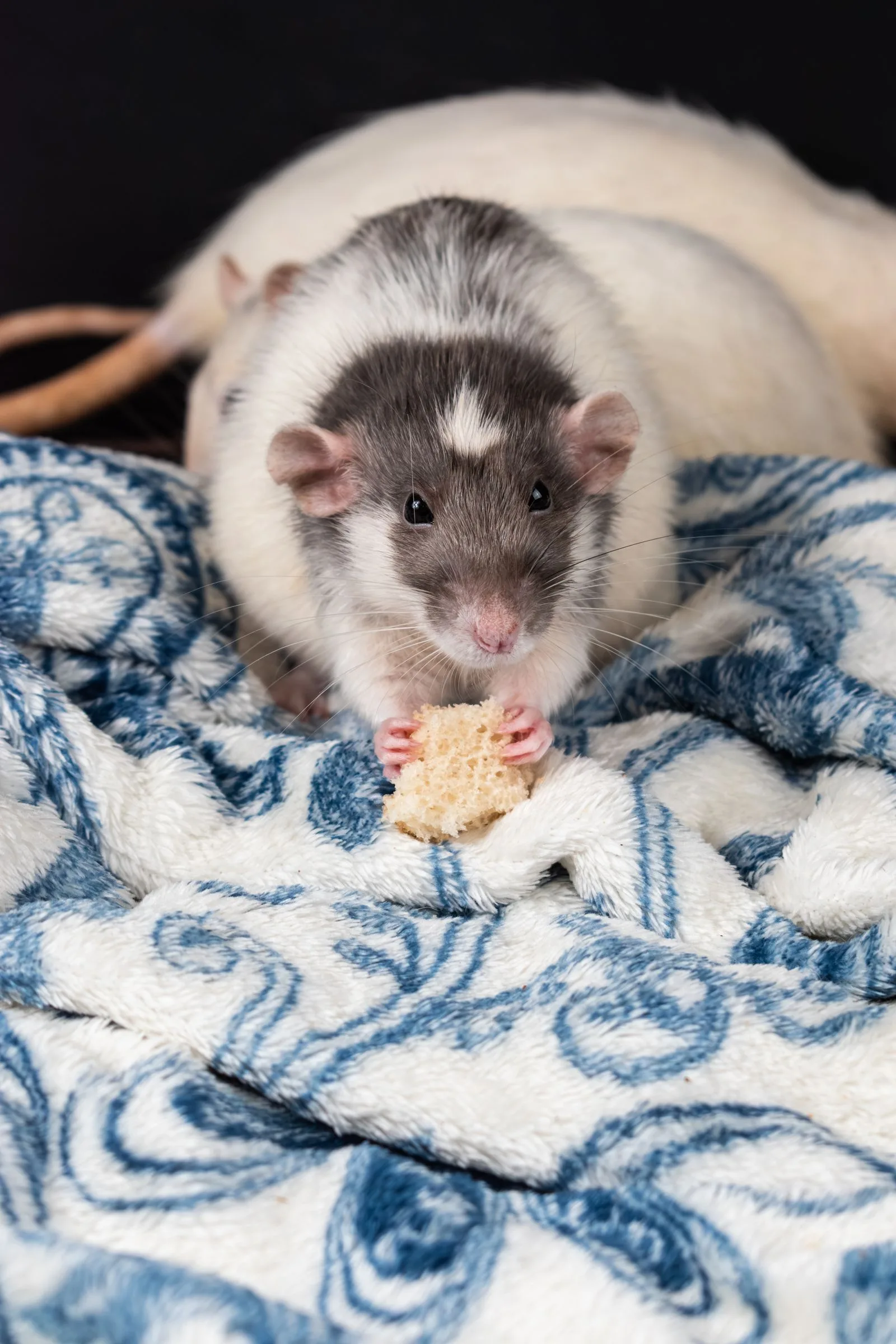 Close-up of a rodent