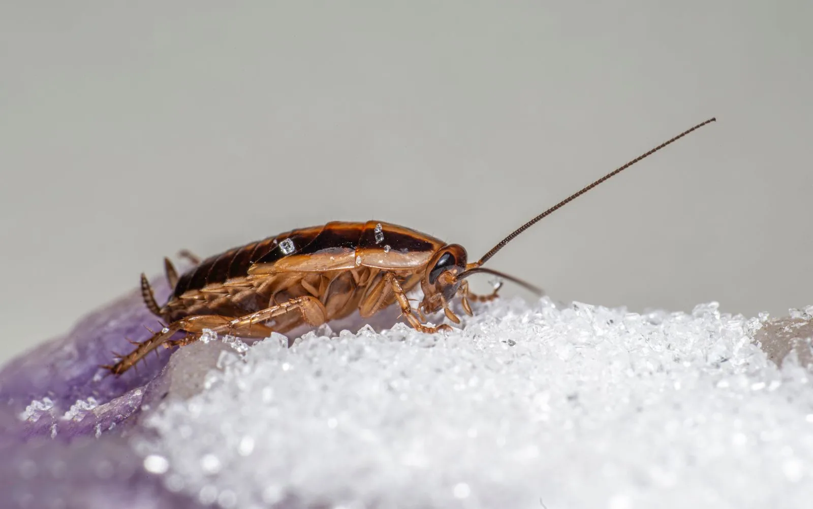 Close-up of a cockroach