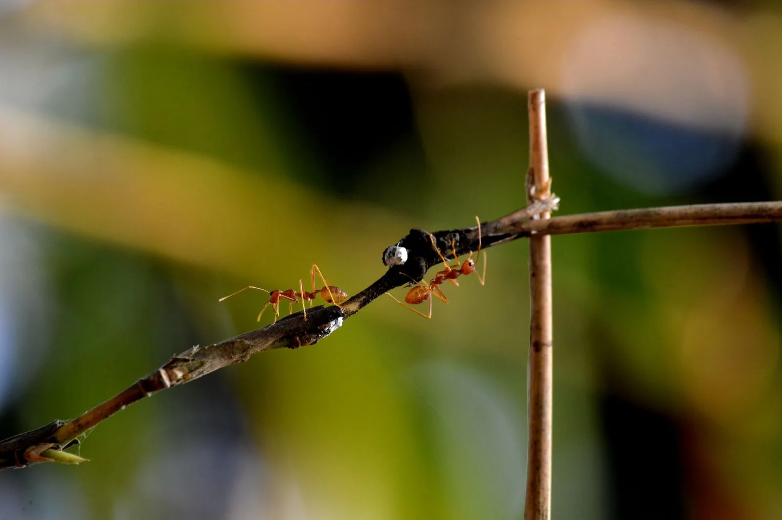 Close-up of ants outdoors