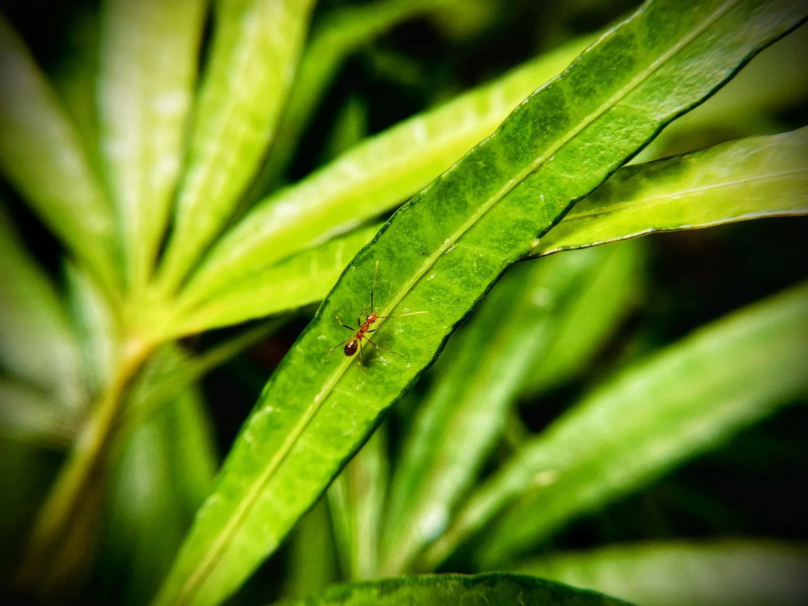 Close-up of ants outdoors