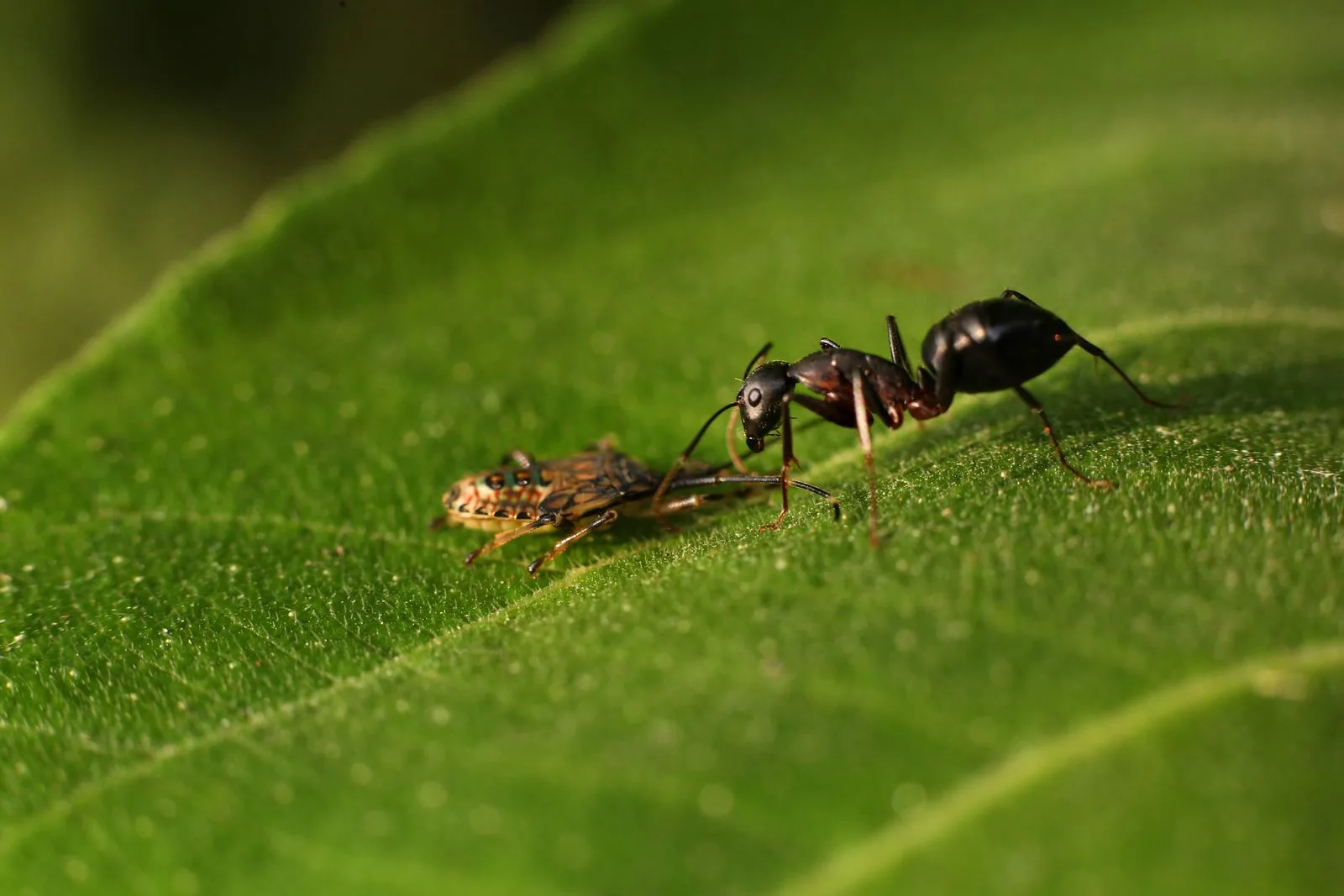 Ant on a green leaf