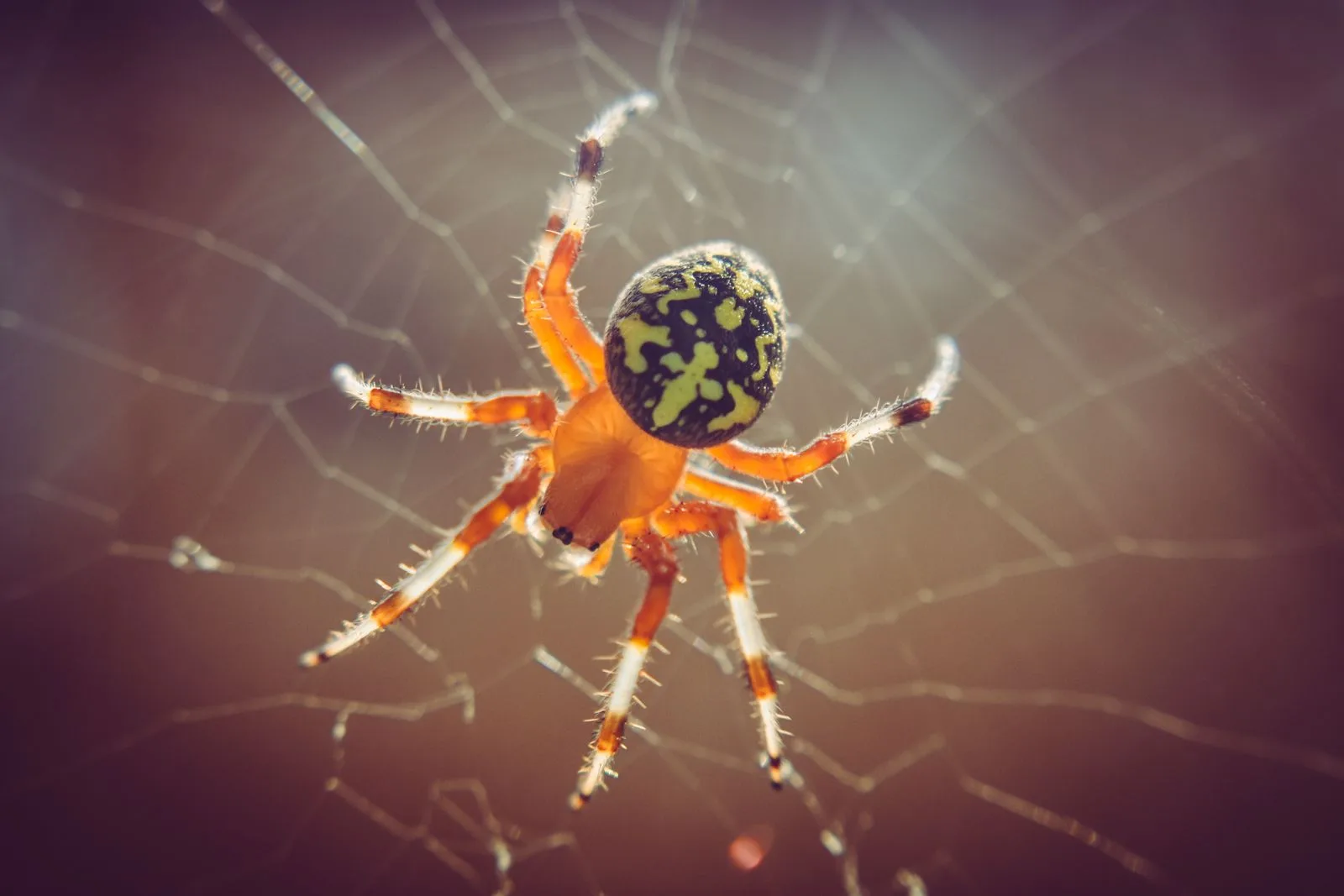Spider suspended on its web