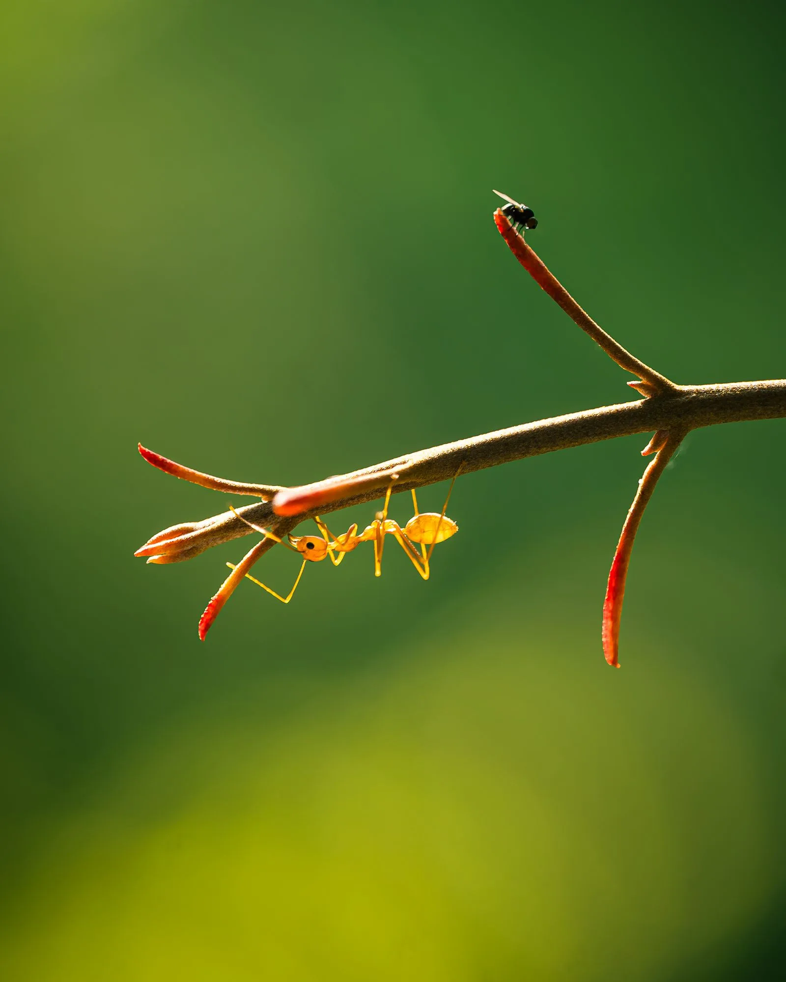 Close-up of ants outdoors