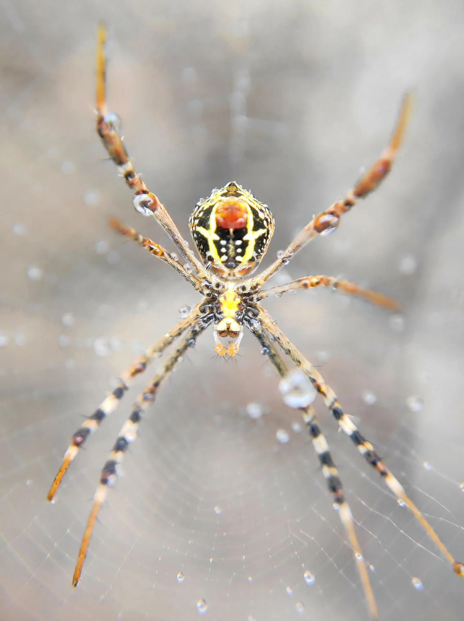 Spider resting on its web