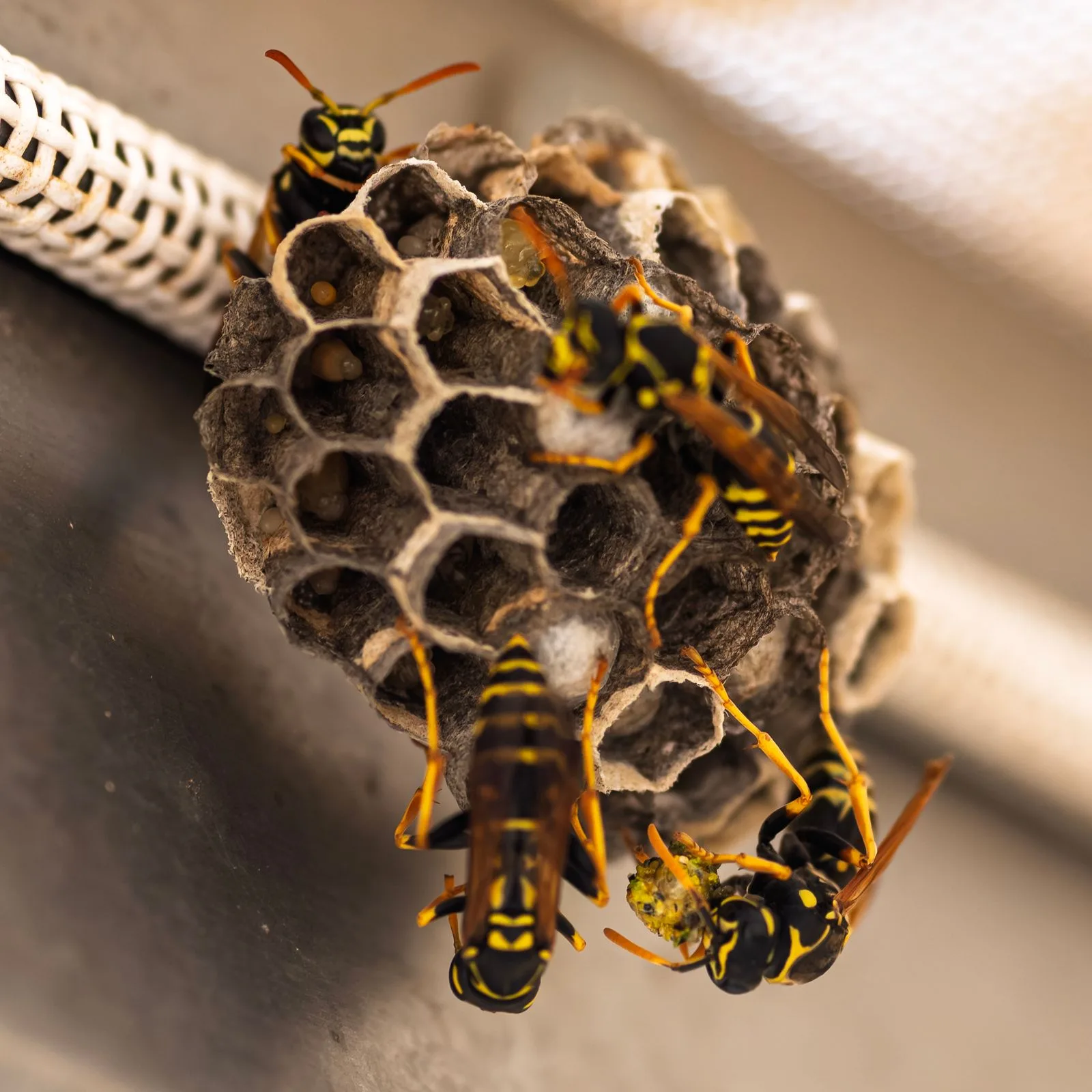 Close-up of wasps and their habitat