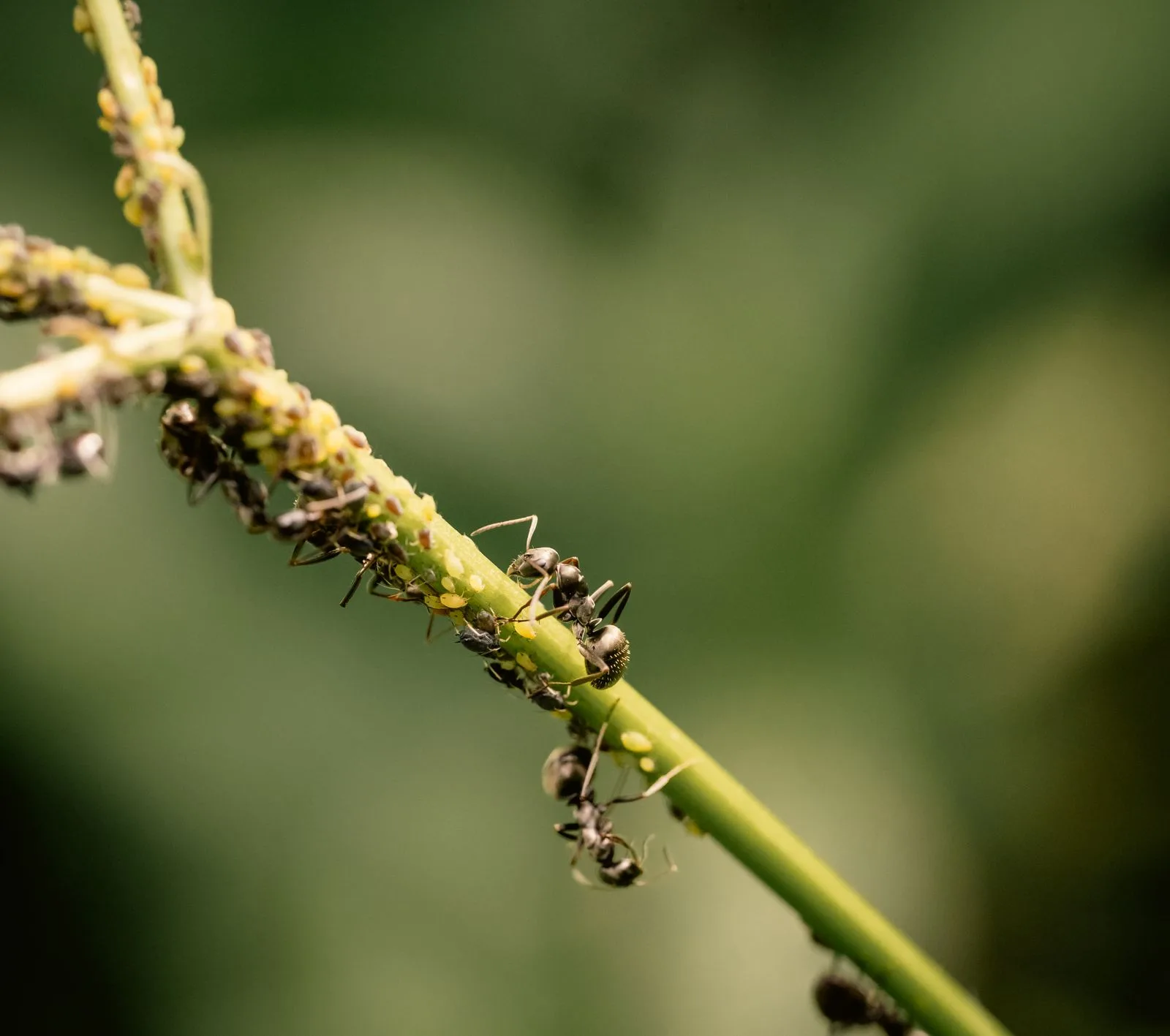 Close-up of ants outdoors