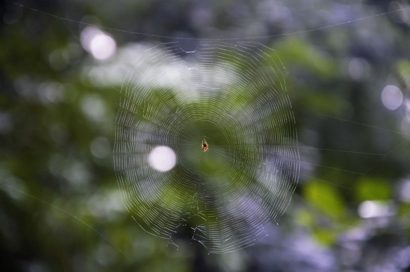 Spider resting on its web