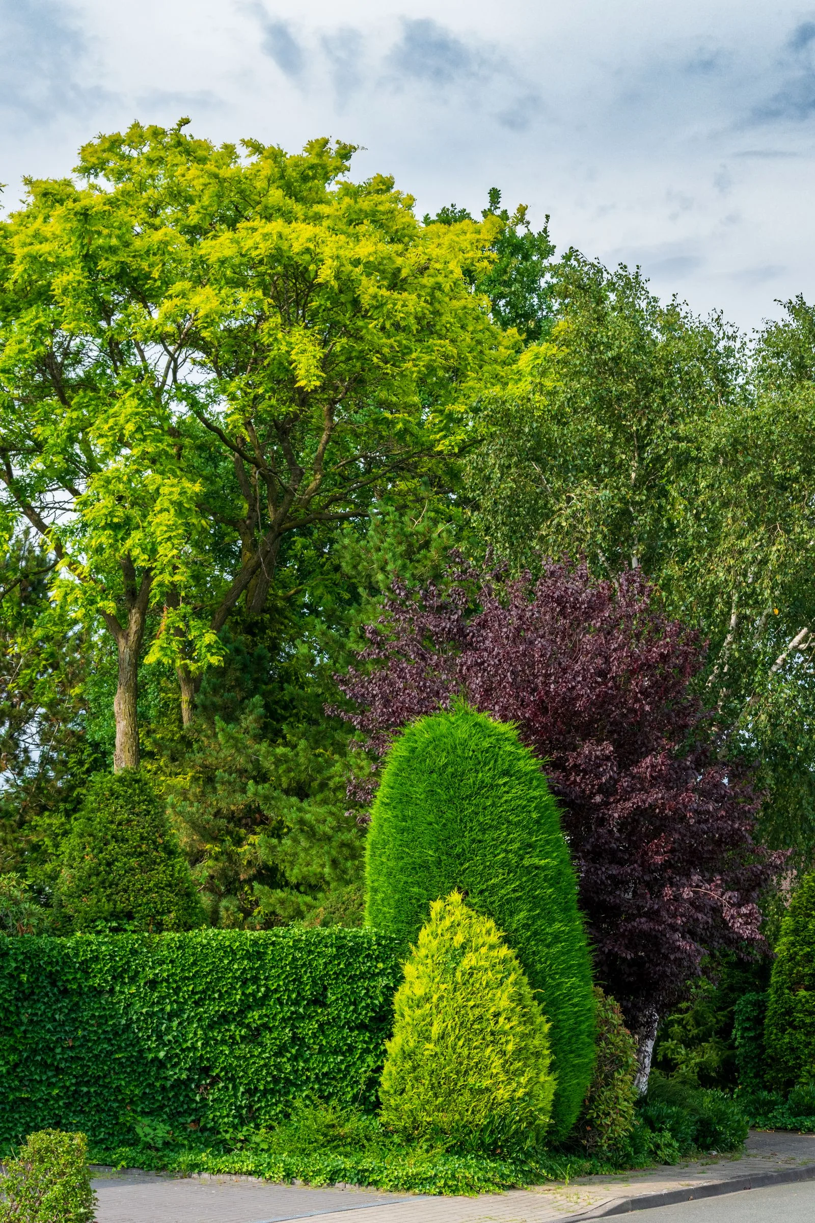 Garden plants and landscaping