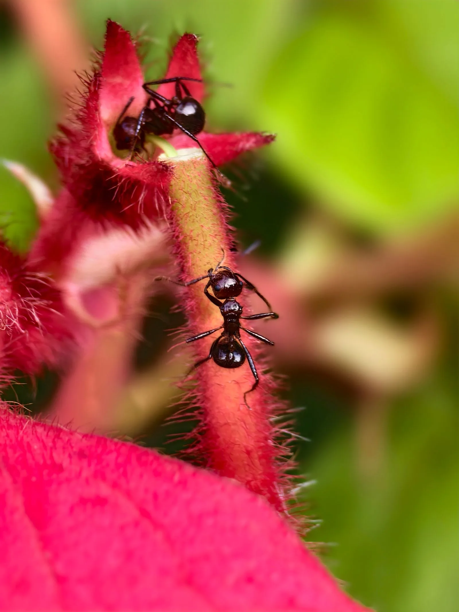 Close-up of ants outdoors