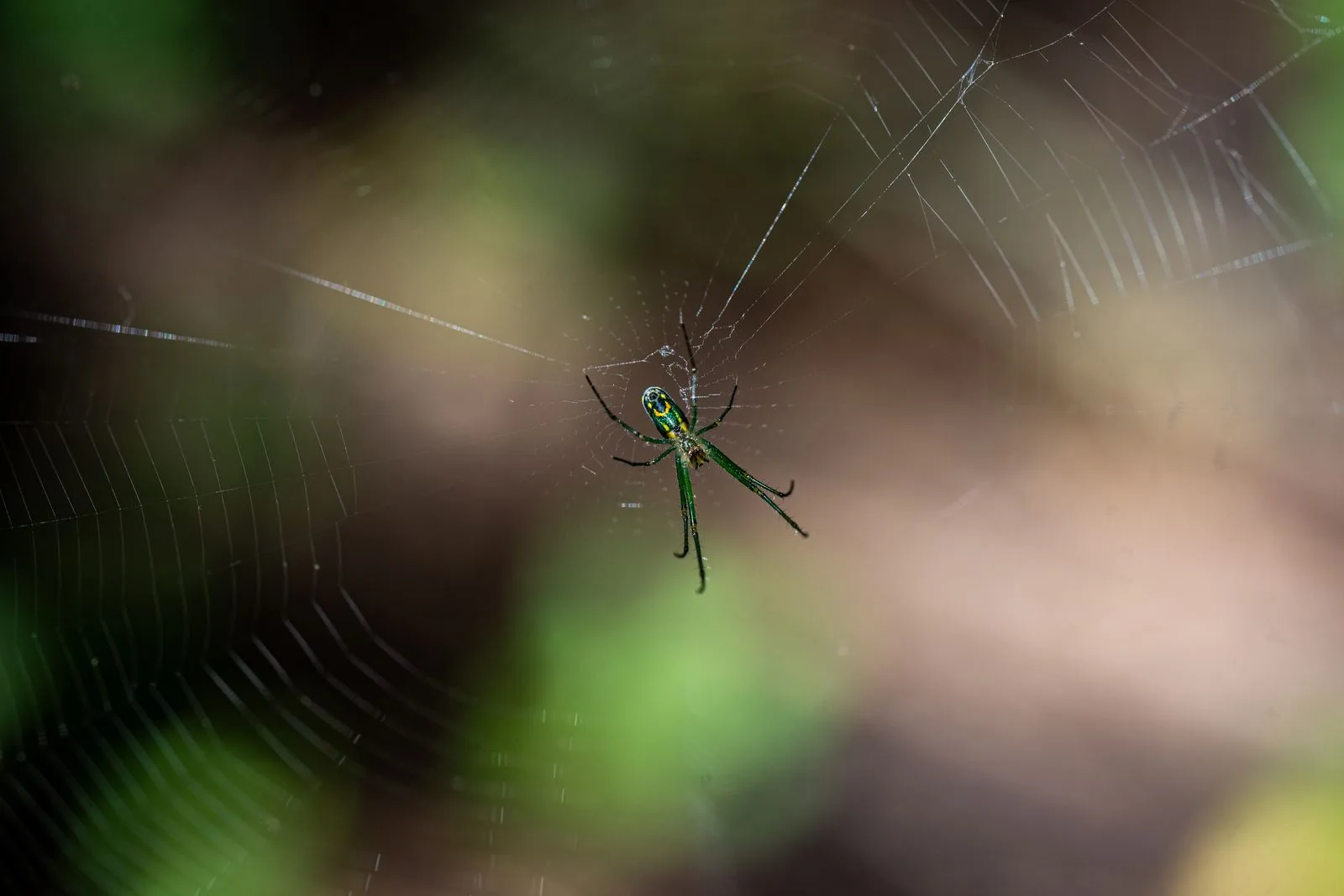 Spider resting on its web