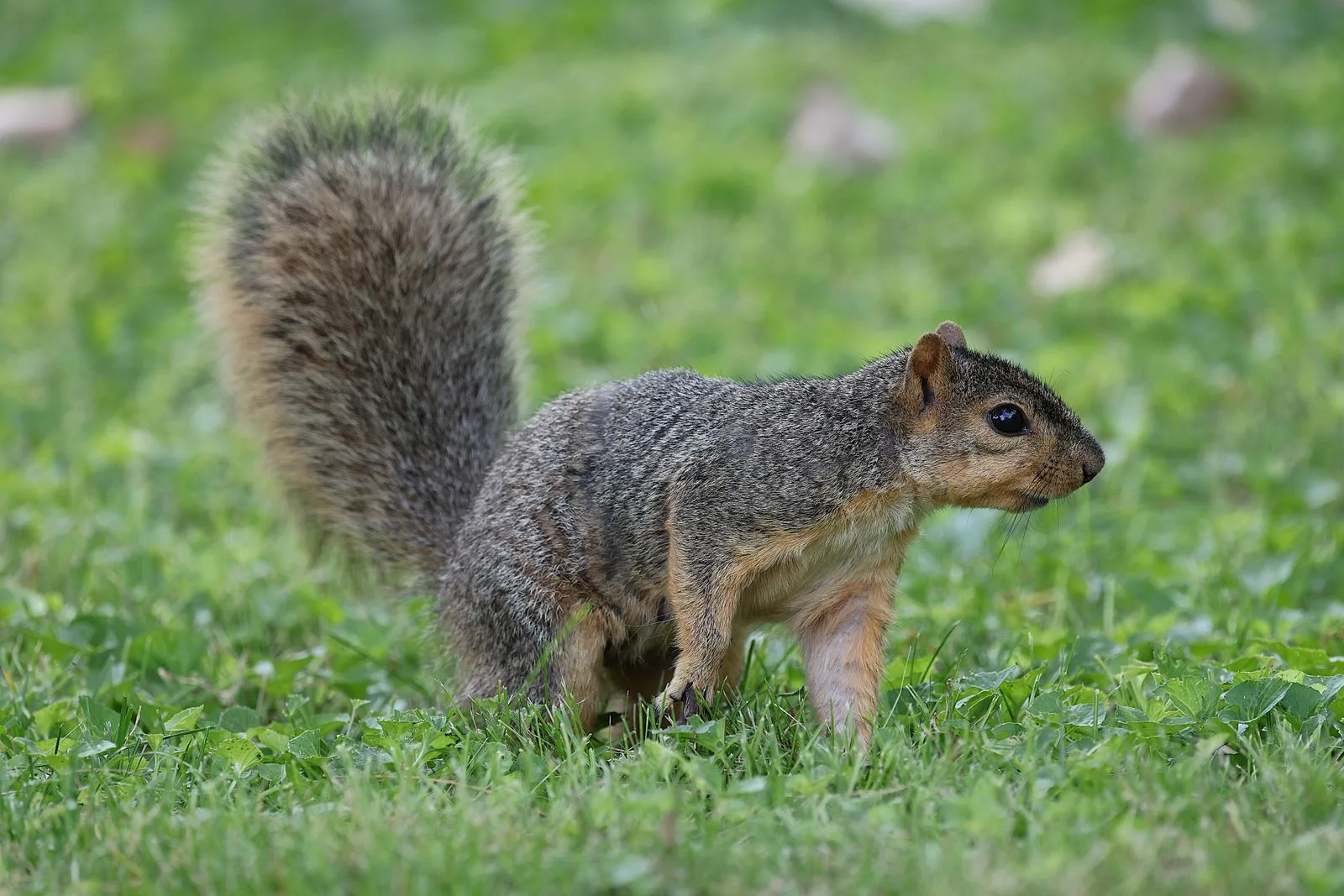 Squirrel on a lawn