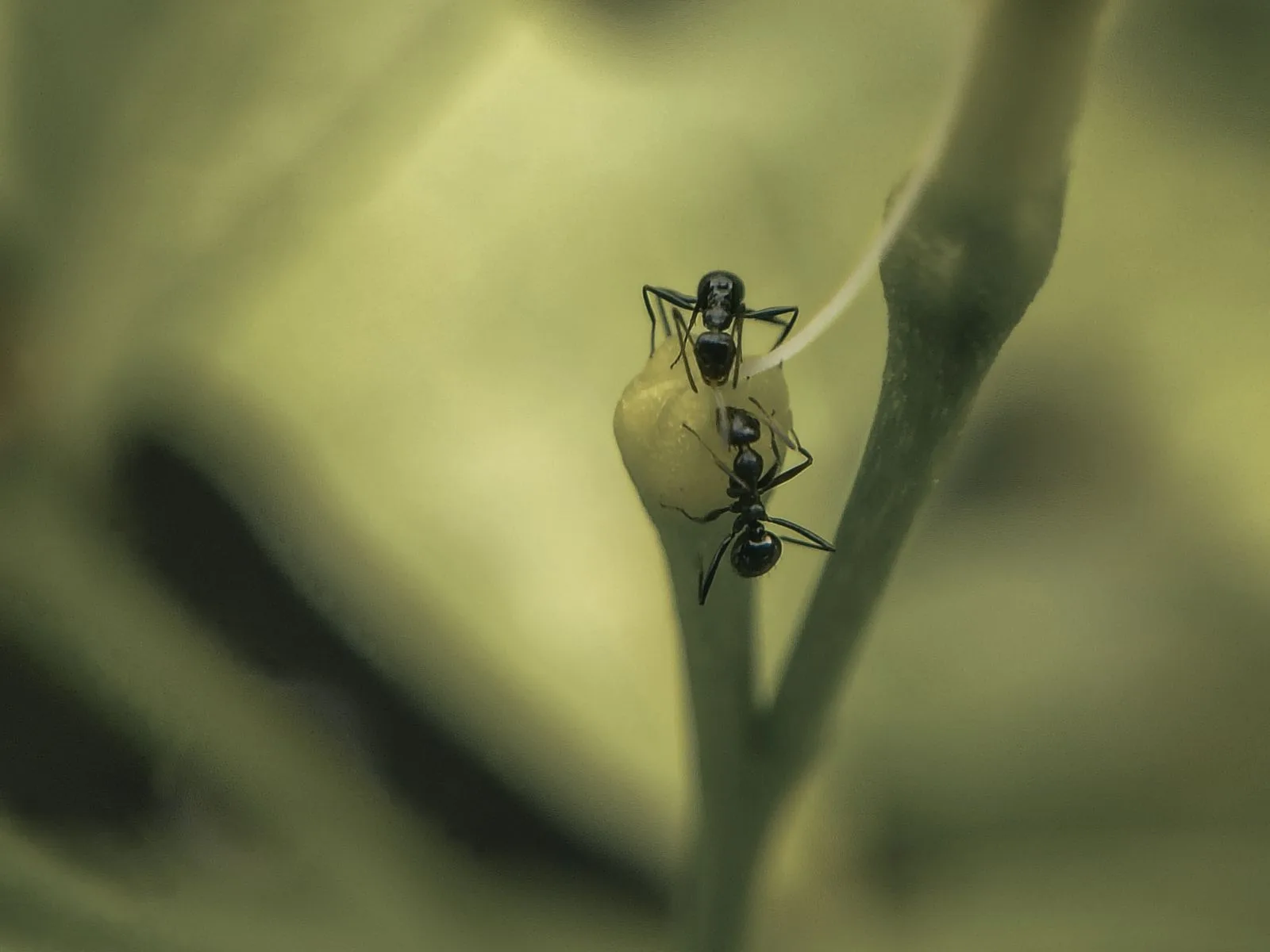 Close-up of ants outdoors