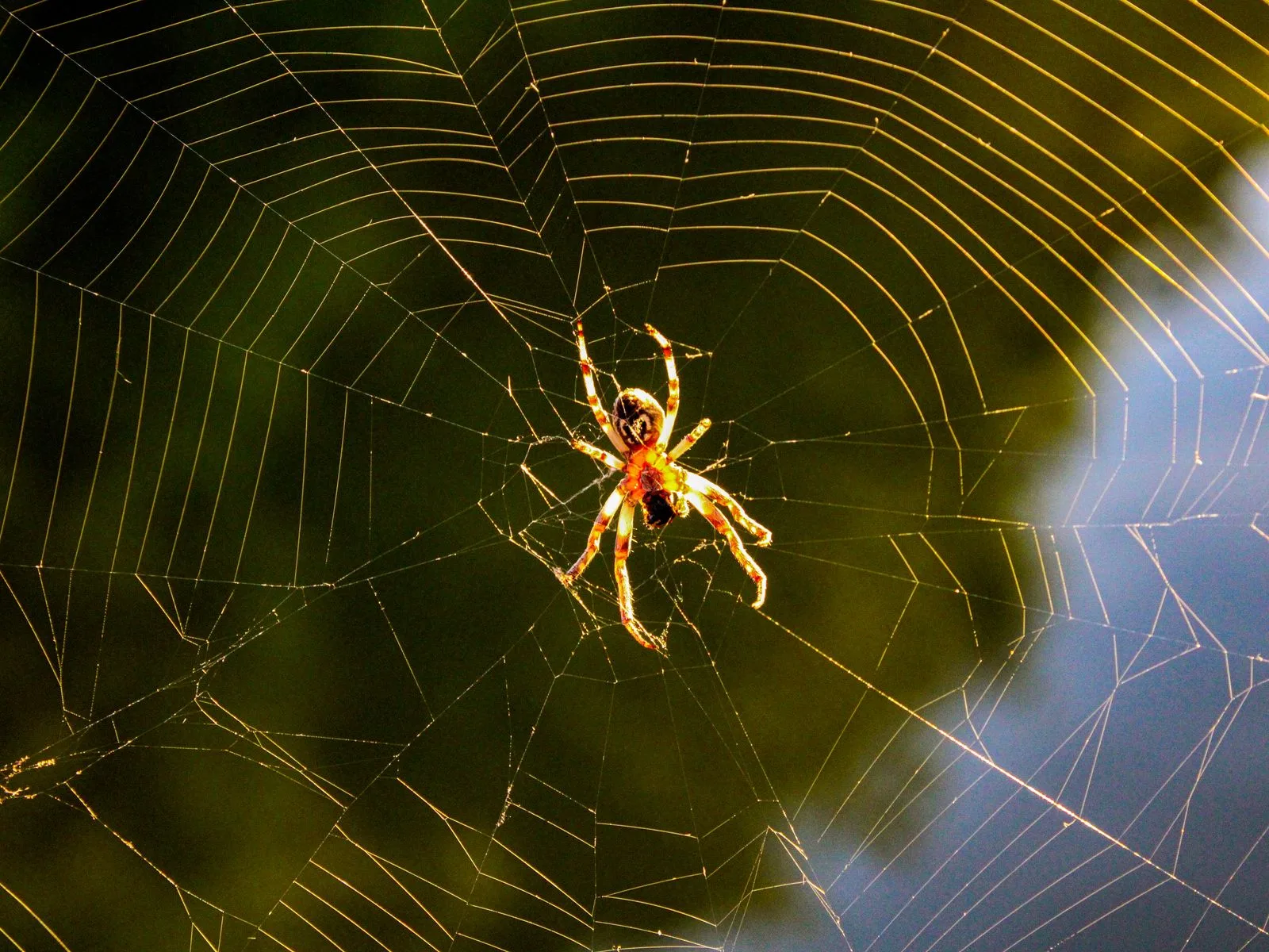 Spider resting on its web