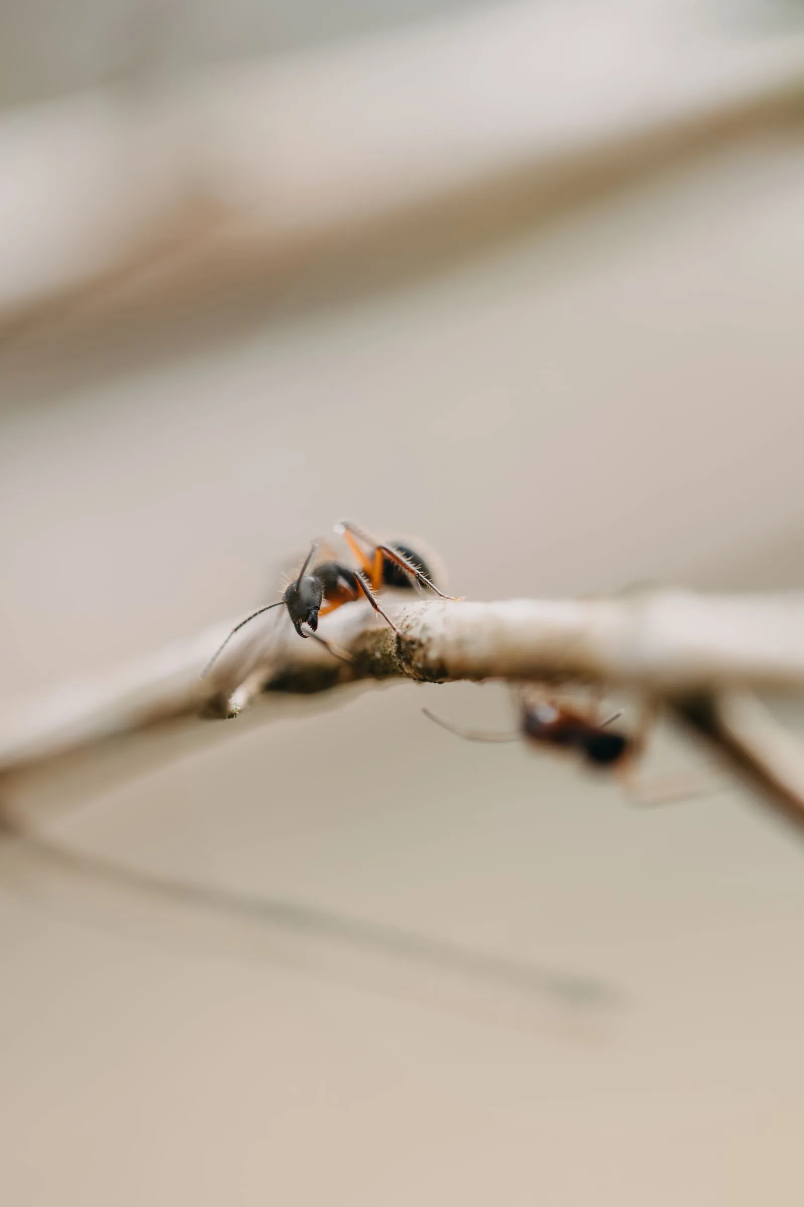 Close-up of ants outdoors
