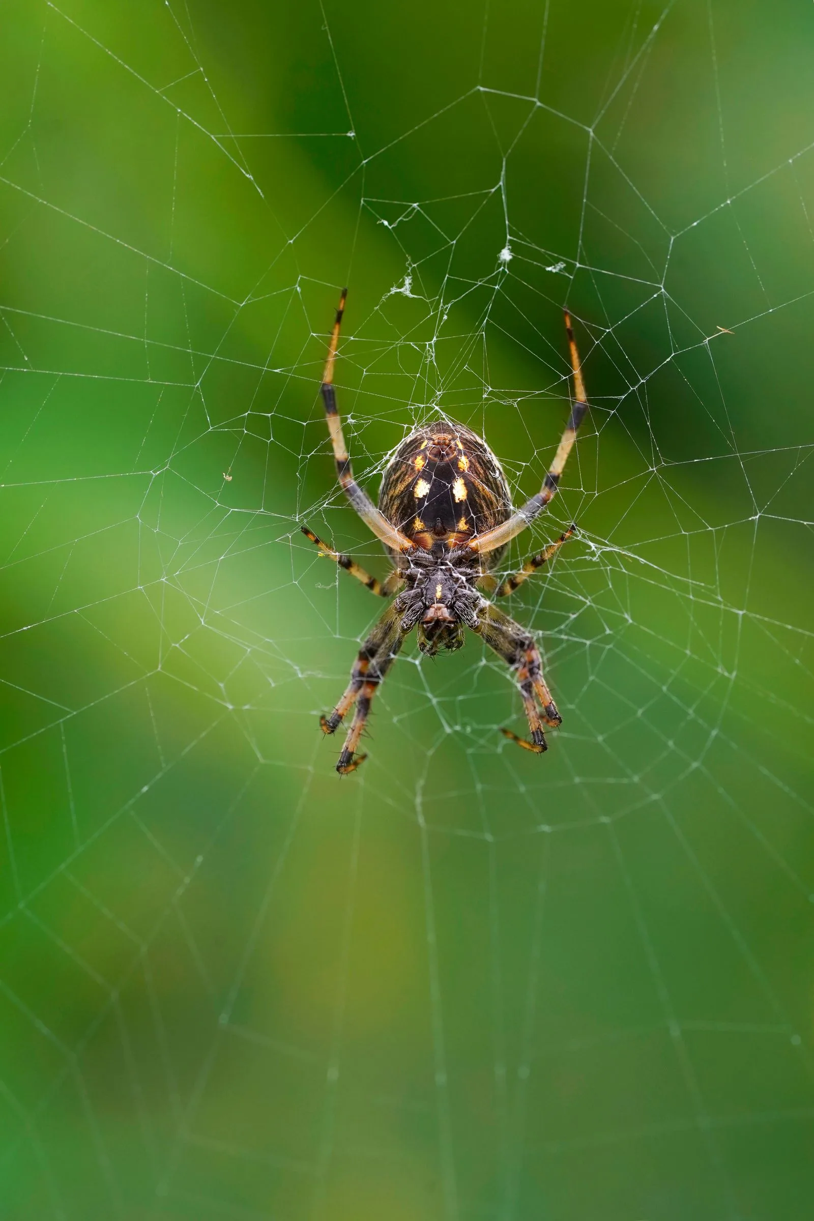 Spider resting on its web