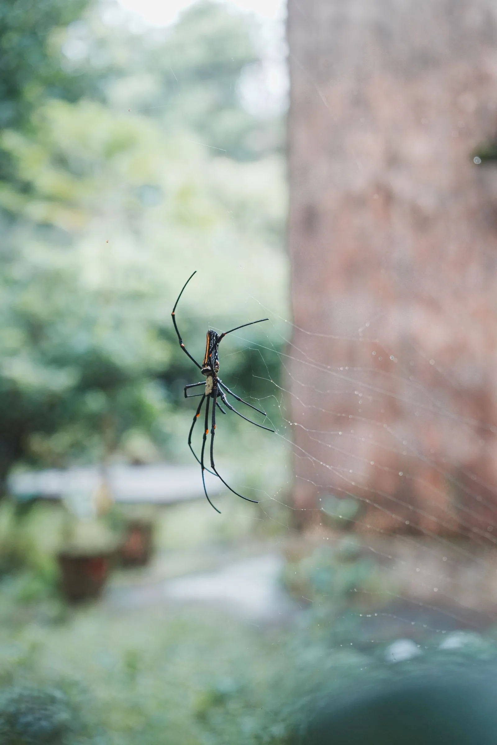 Spider resting on its web