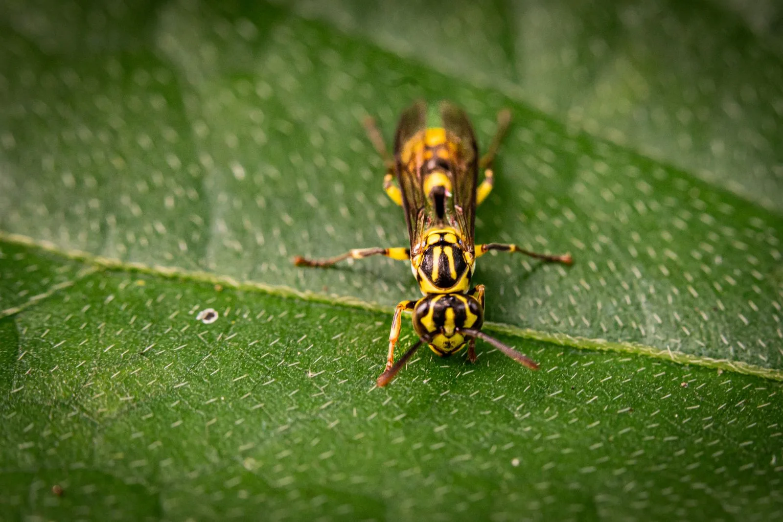 Yellow and black wasp on a green leaf