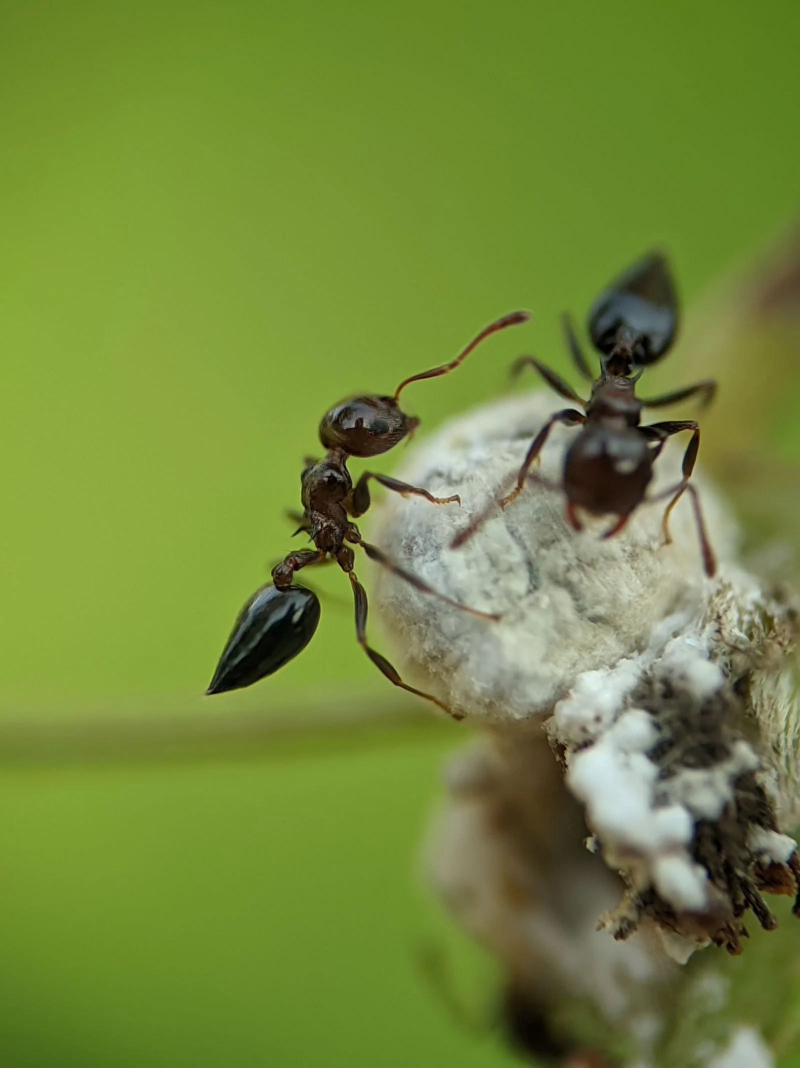 Close-up of ants outdoors