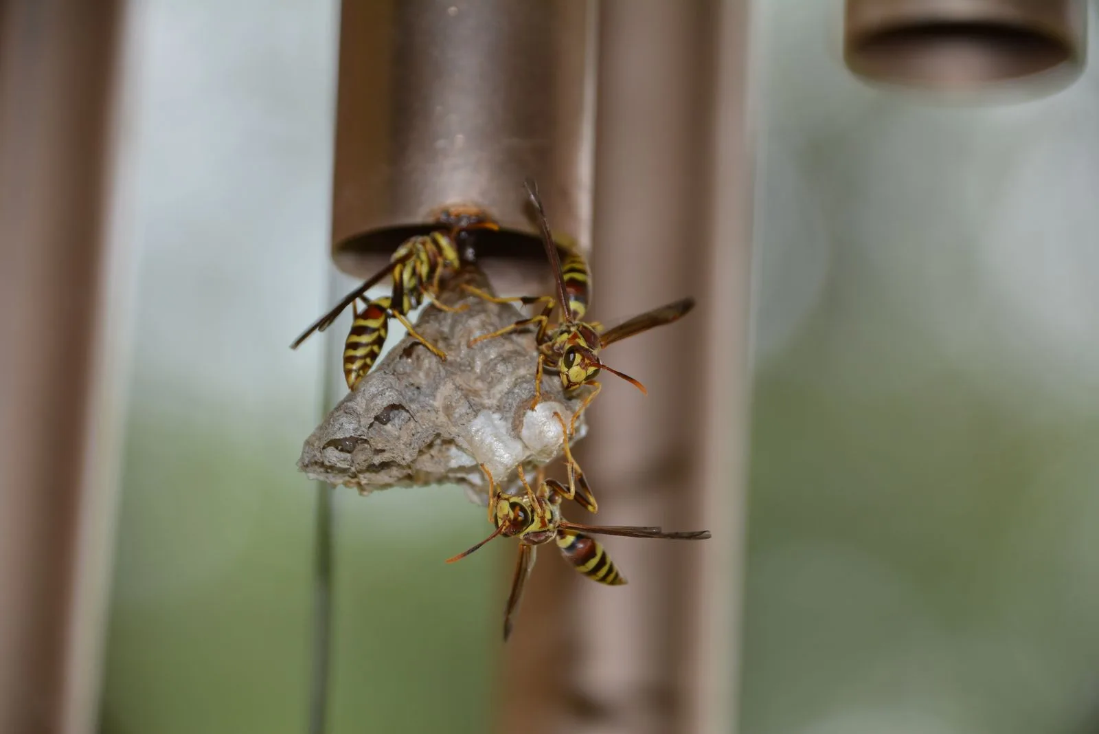 Close-up of wasps and their habitat