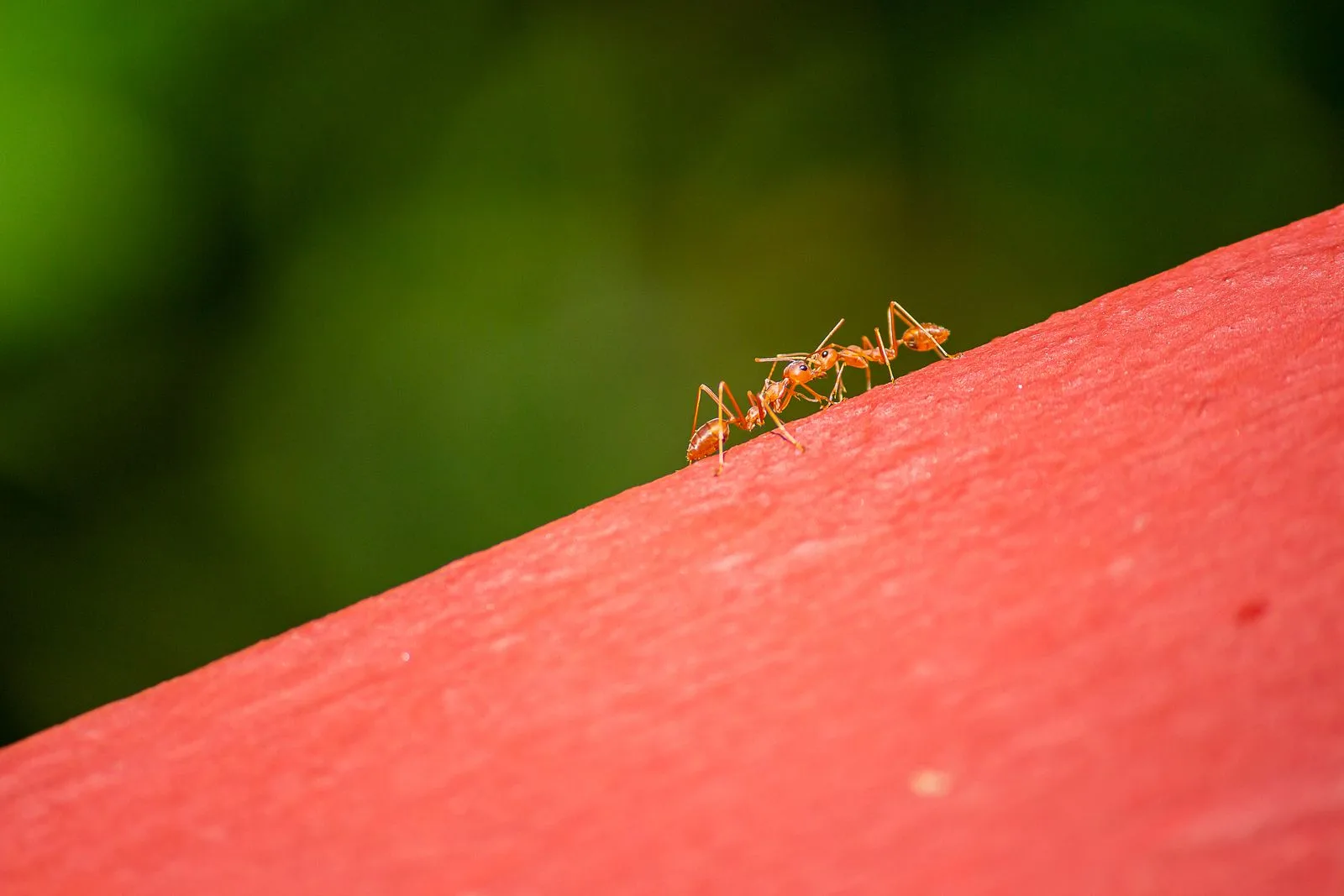 Close-up of ants outdoors