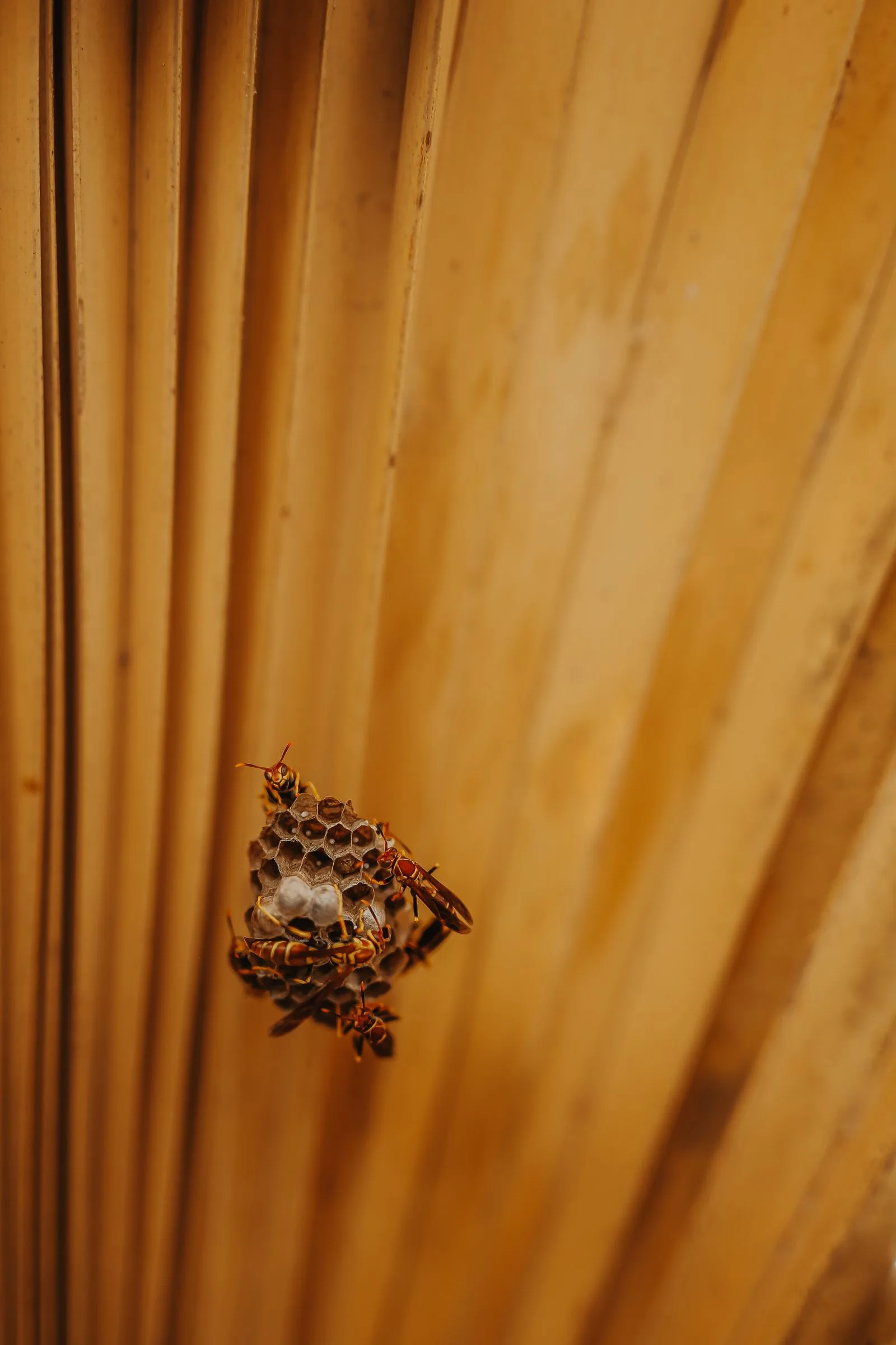 Close-up of wasps and their habitat